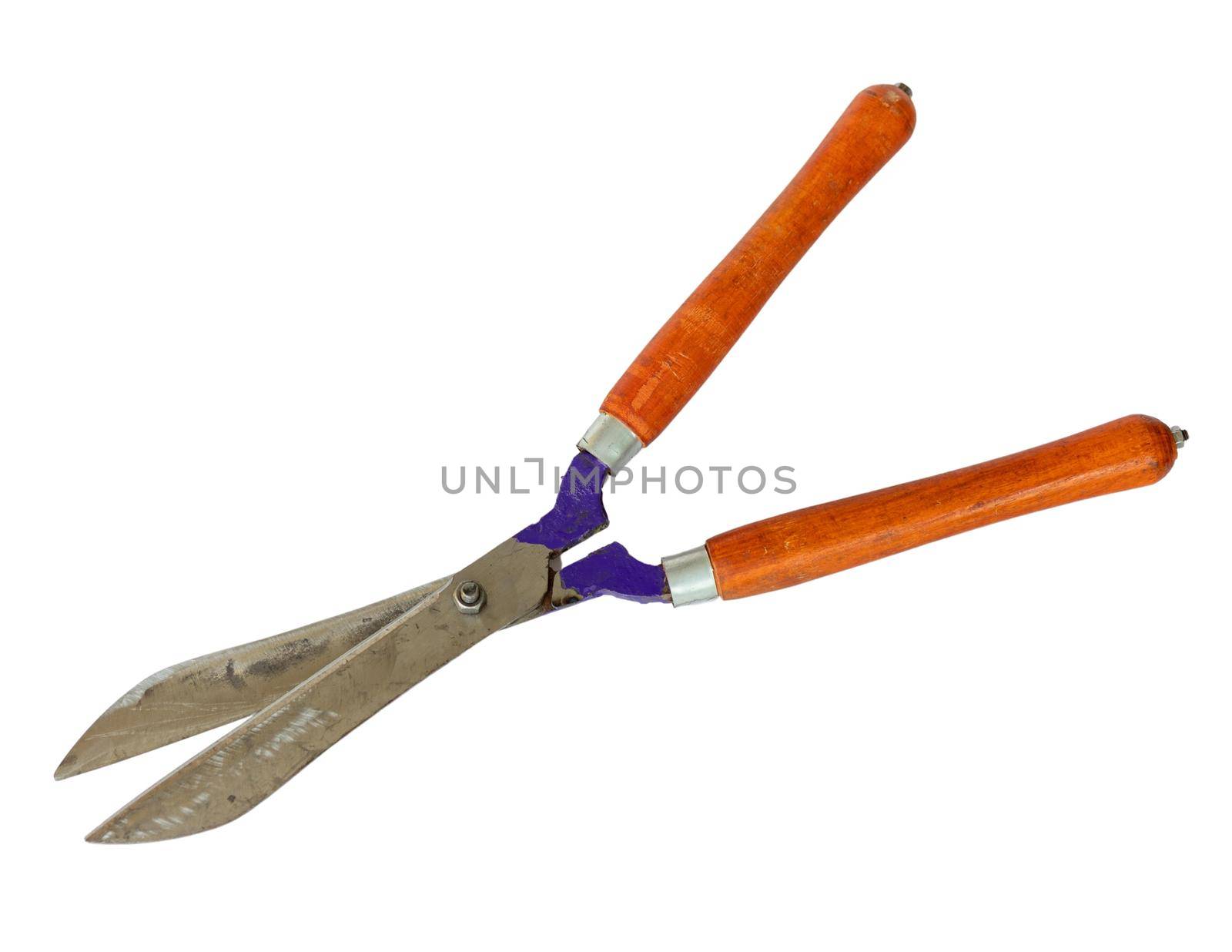 Hedge pruning shears isolated on a white background by Bilalphotos