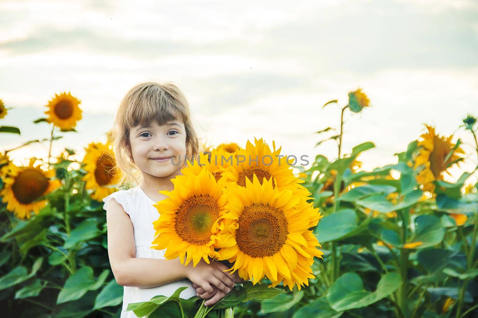 child in the field of sunflowers is a small farmer. selective focus. by yanadjana