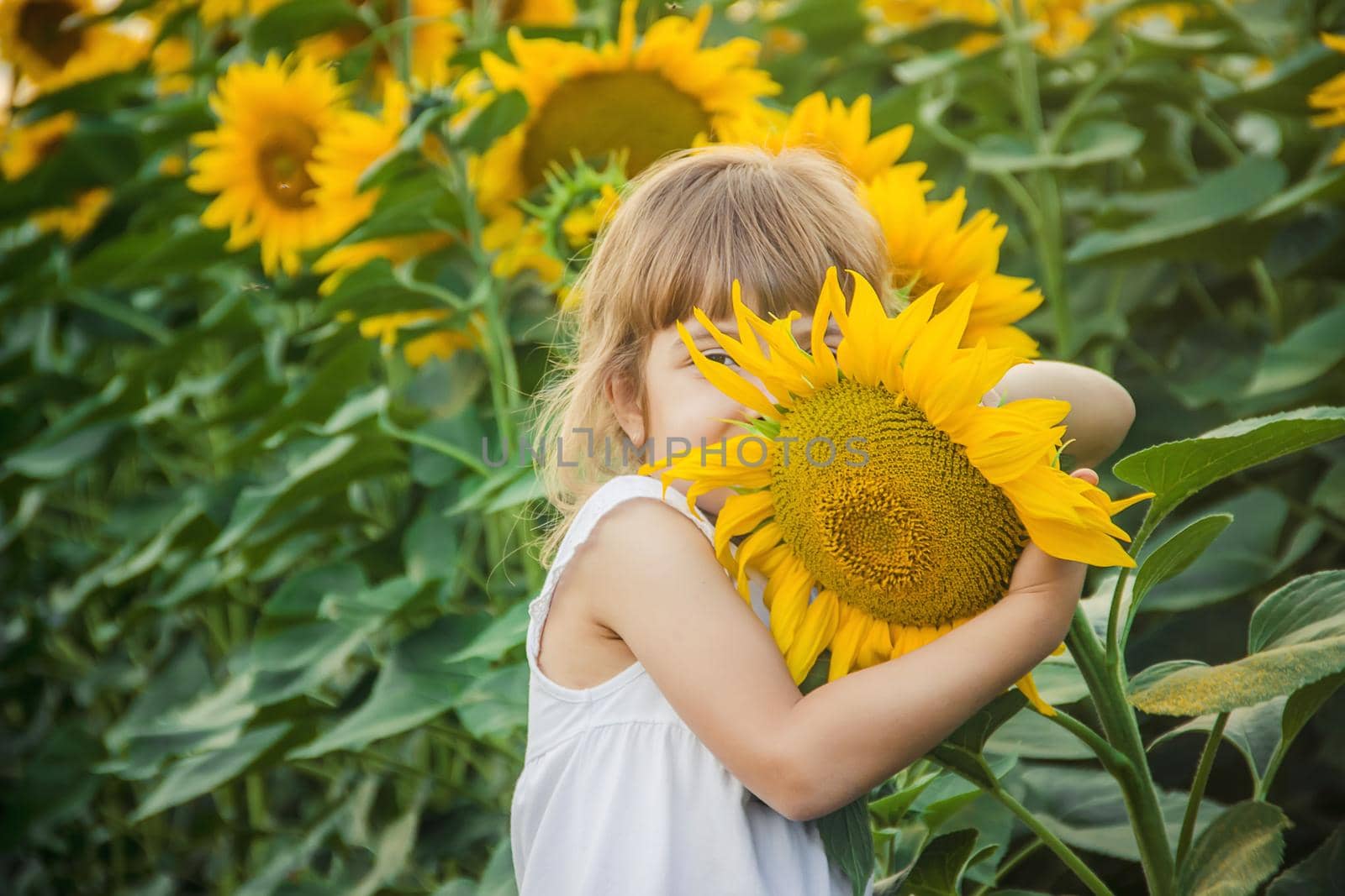 child in the field of sunflowers is a small farmer. selective focus. nature.