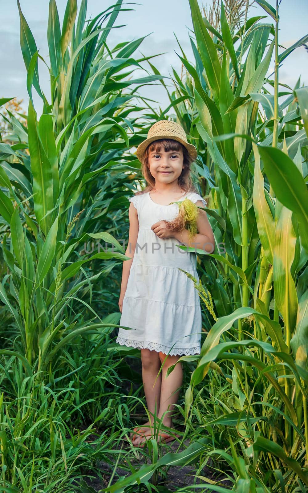 child in the field of corn. a small farmer. selective focus.