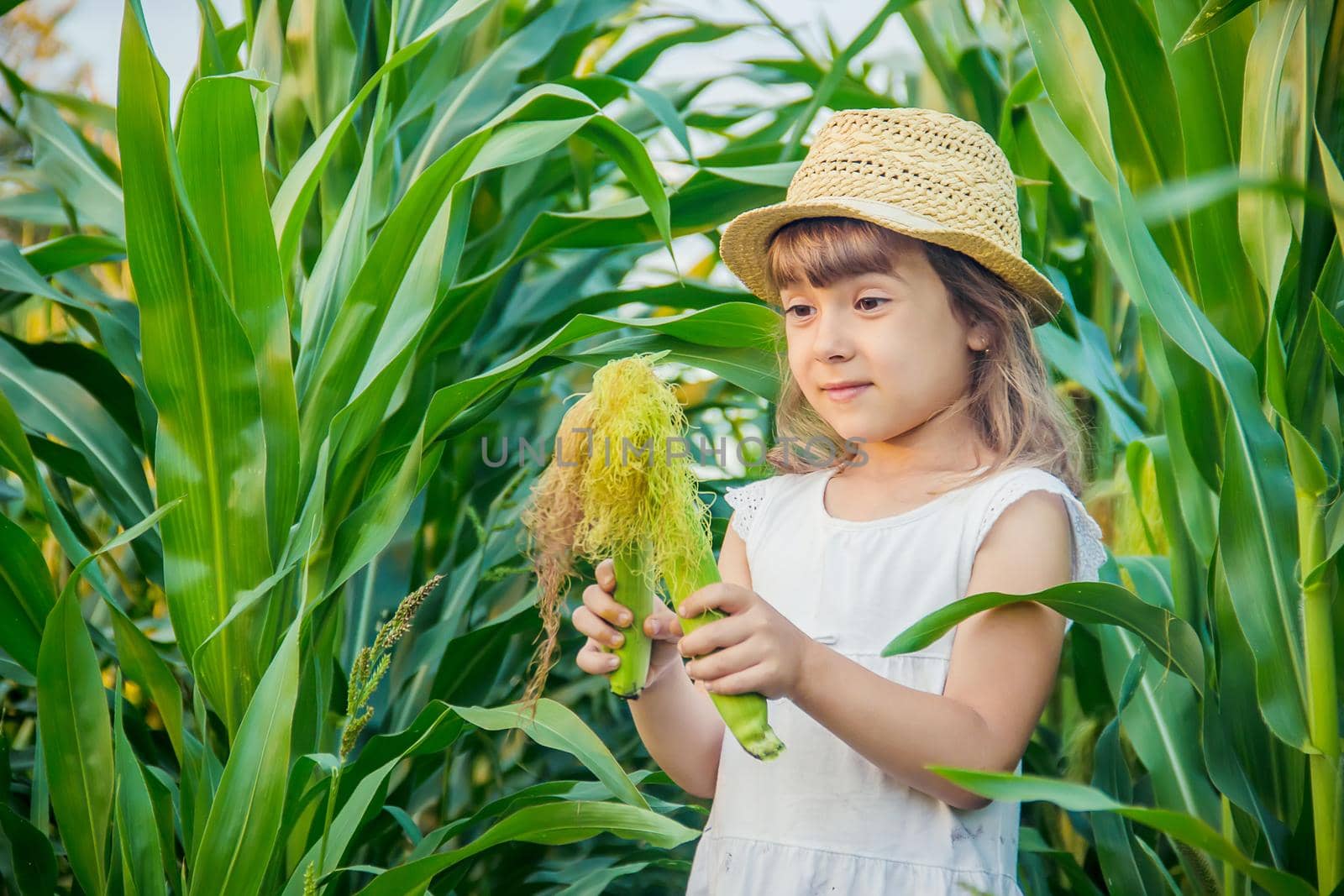 child in the field of corn. a small farmer. selective focus.