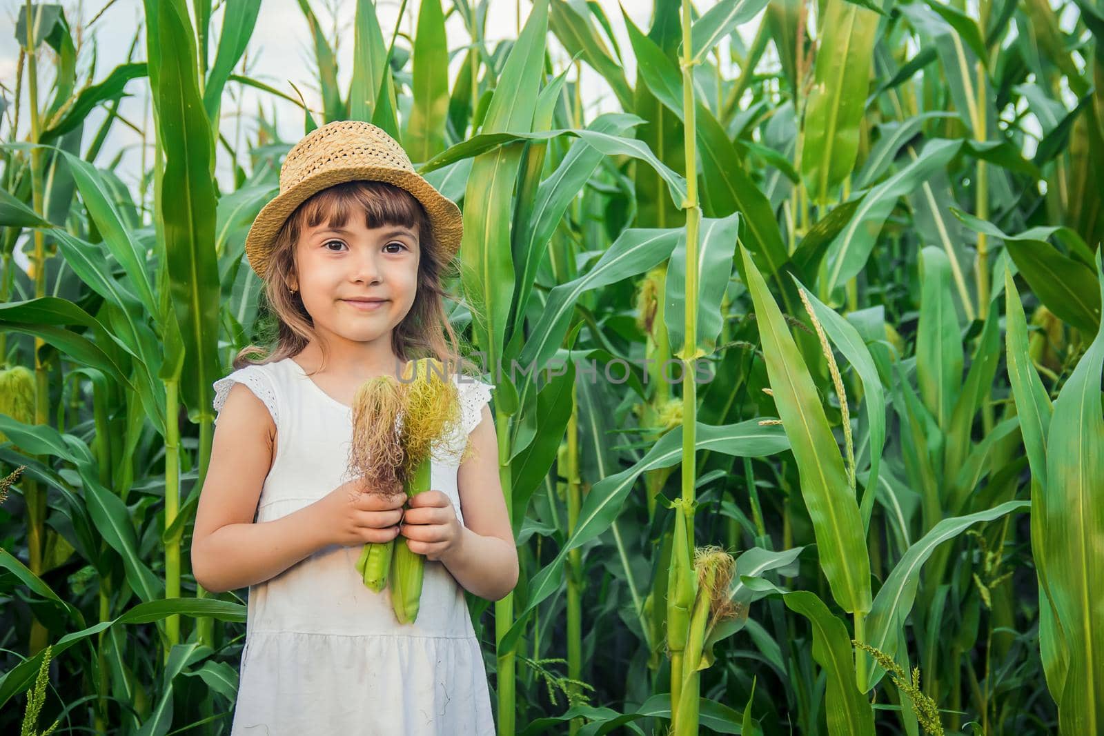 child in the field of corn. a small farmer. selective focus.