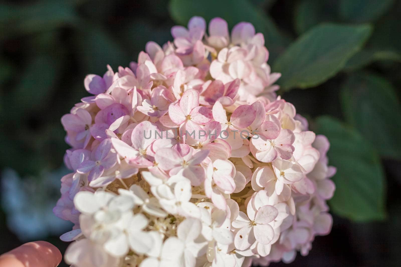 Hydrangea in the garden in a flowerbed under the open sky. Lush delightful huge inflorescence of white and pink hydrangeas in the garden.