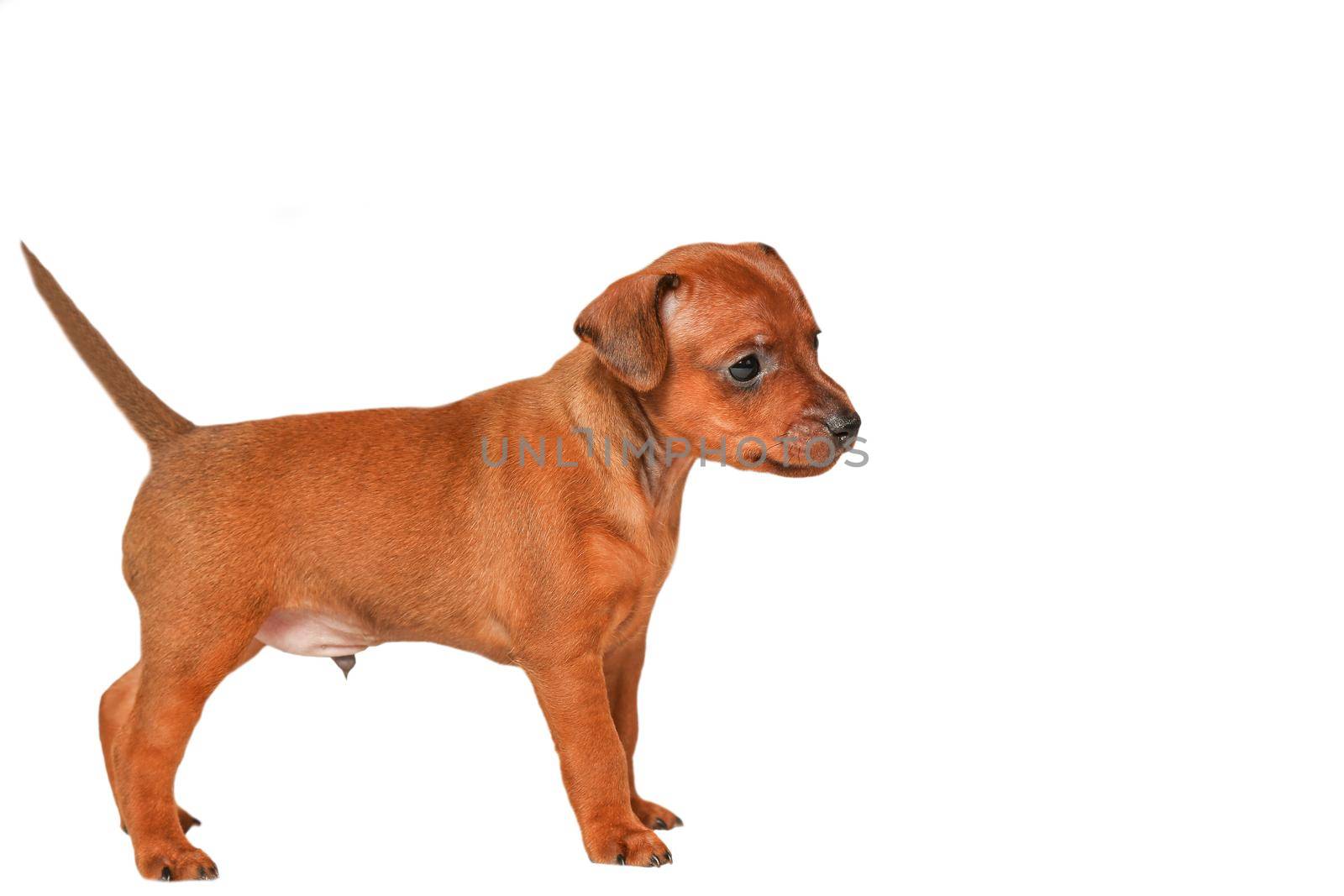 A small brown puppy stands sideways on a white background. Isolate. A thoroughbred, small dog. Mini pinscher. Zwergpinscher.