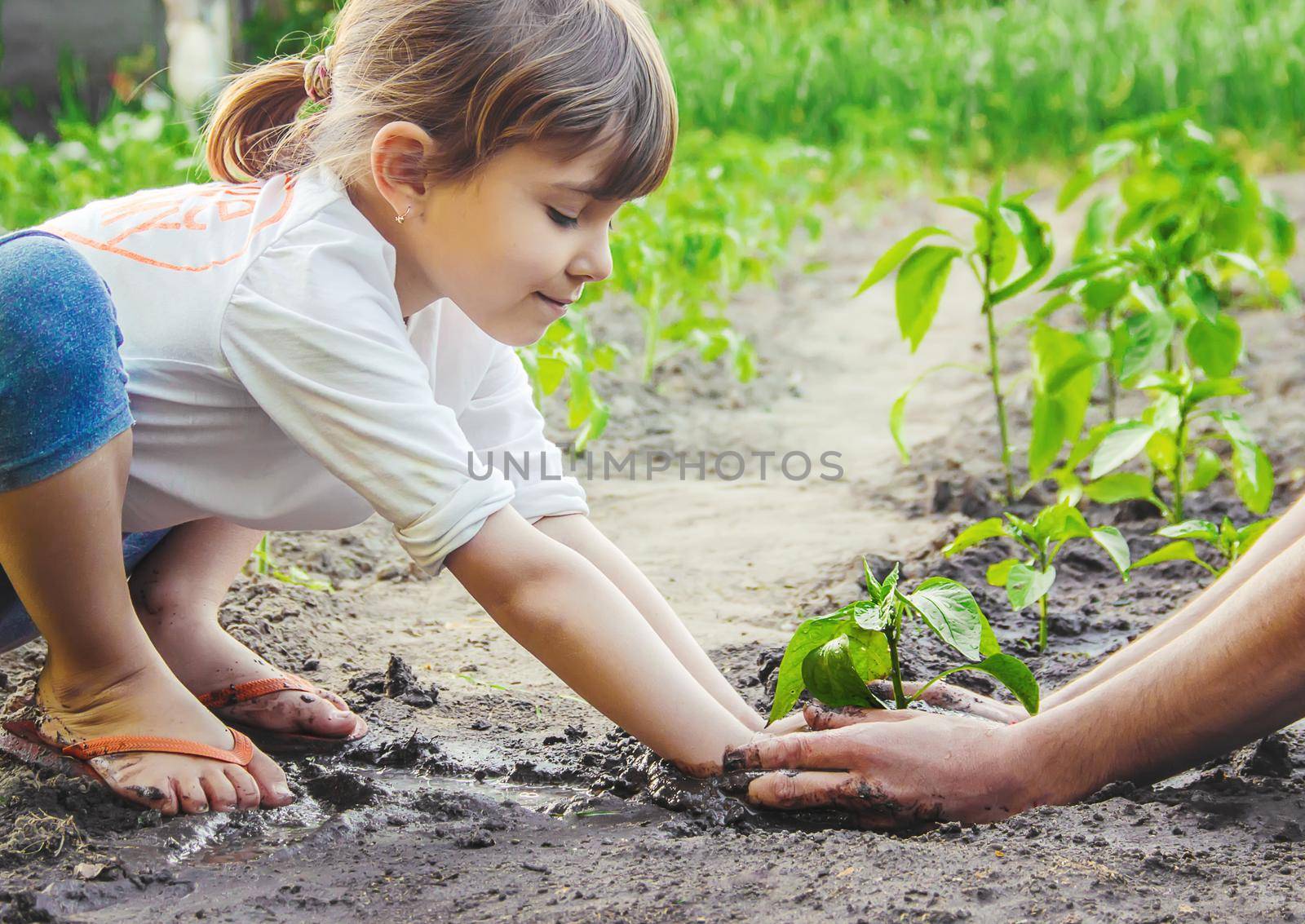 A child plants a plant in the garden. Selective focus. by yanadjana