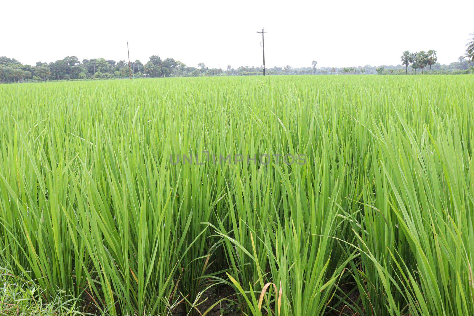 green colored paddy farm on field by jahidul2358