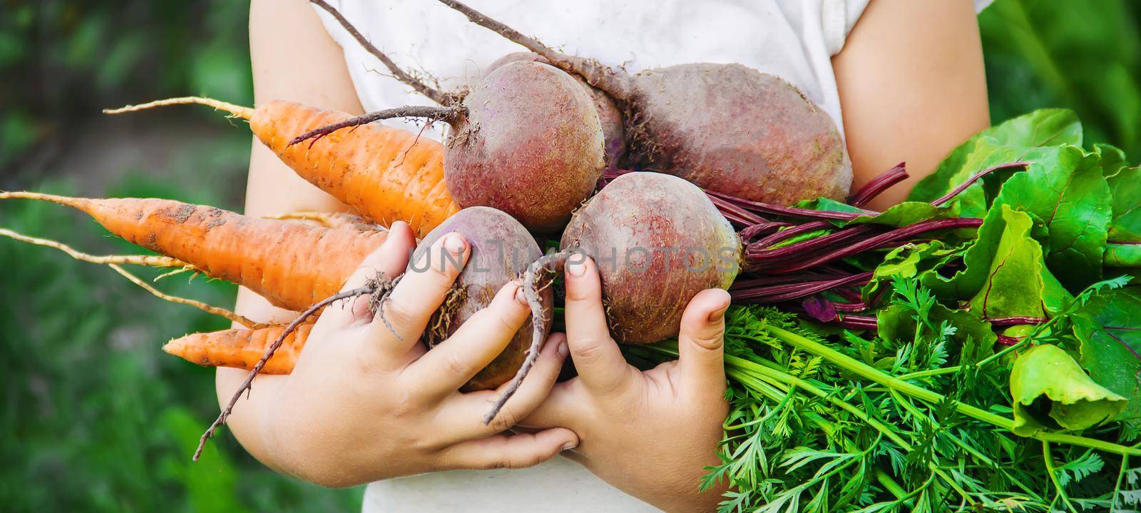 organic homemade vegetables harvest carrots and beets by yanadjana