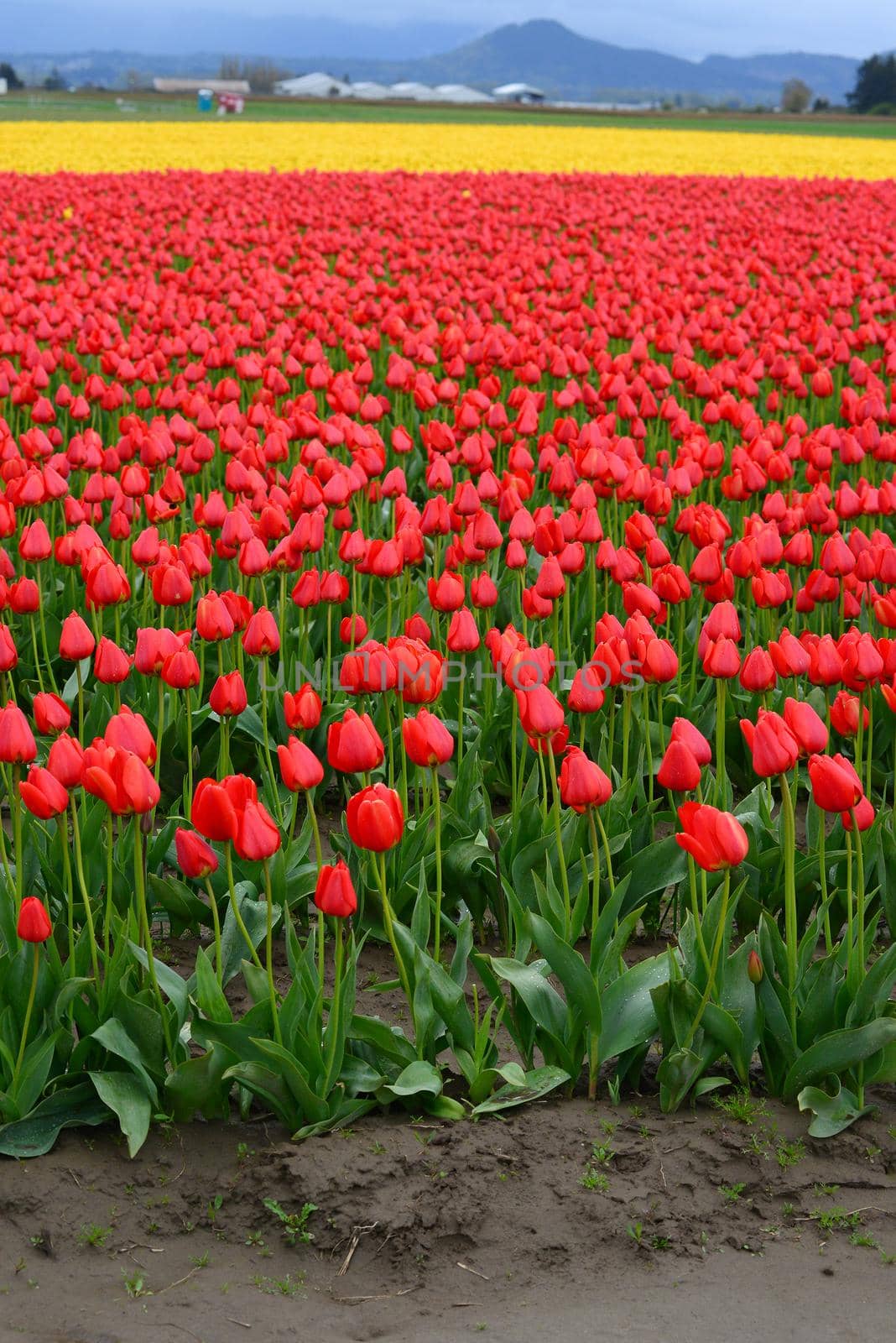 red tulip farm from washington