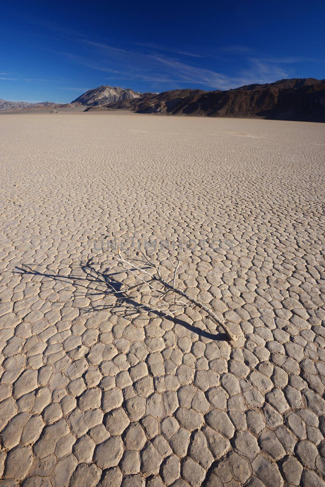 death plant on dry land in a desert at death valley national park