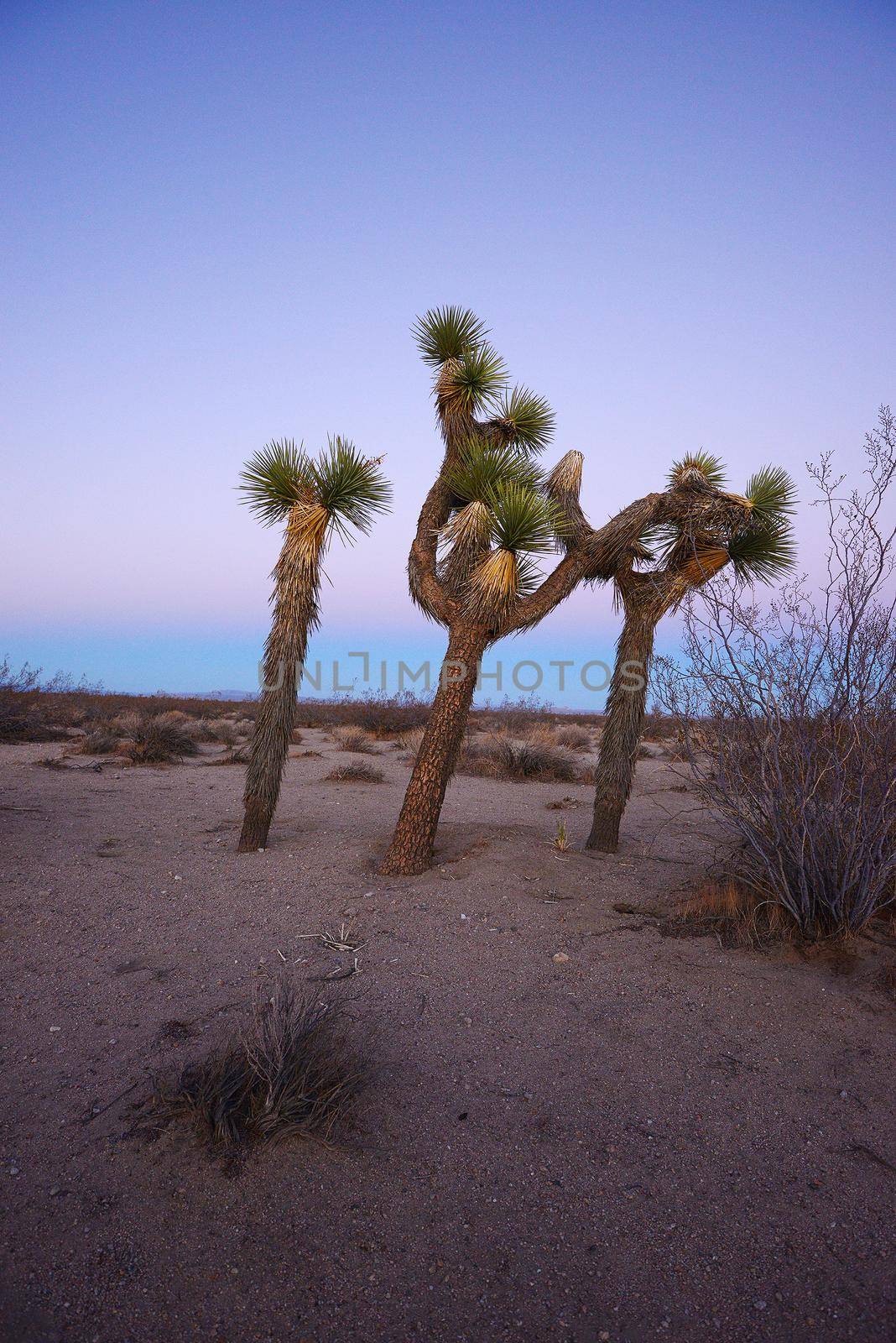 Joshua tree in california desert