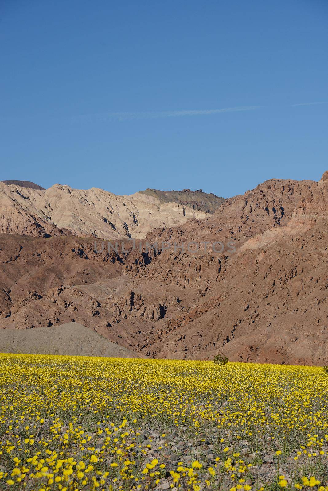 death valley wildflower super bloom