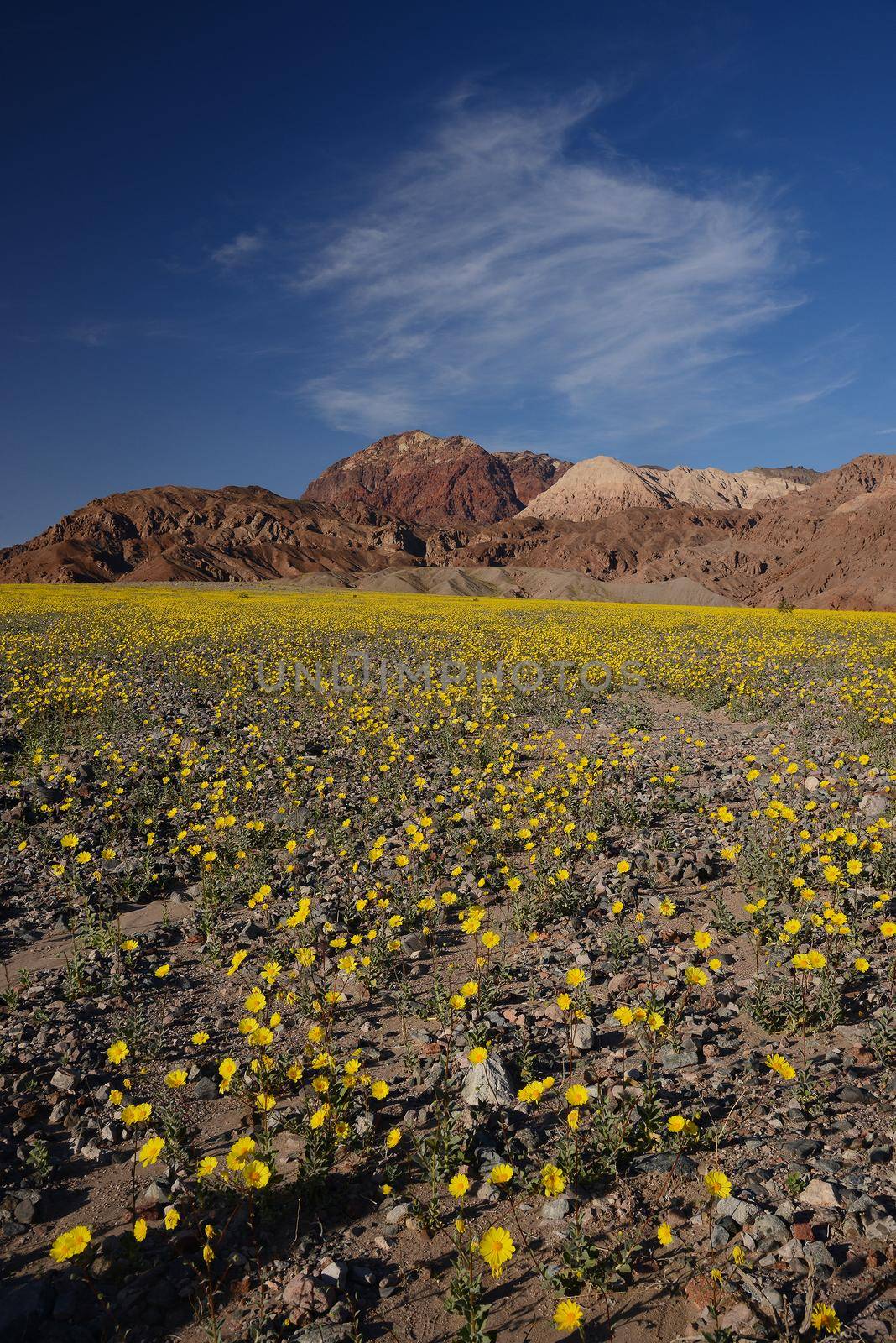 death valley wildflower super bloom