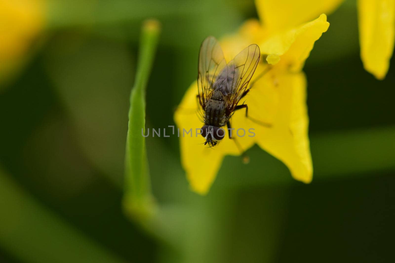 Black fly on a yellow rapeseed flower against a green background as a close up by Luise123