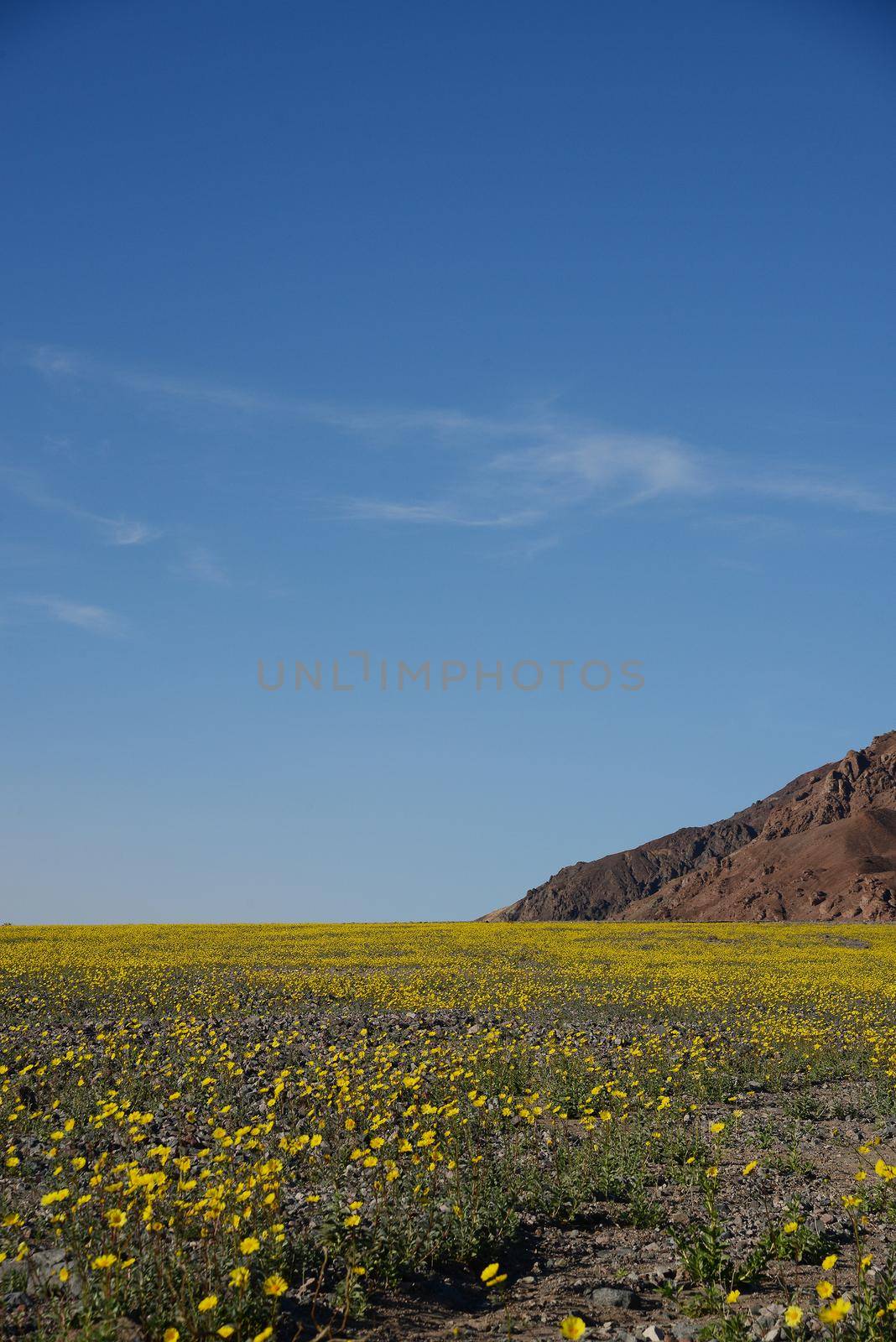 death valley wildflower super bloom