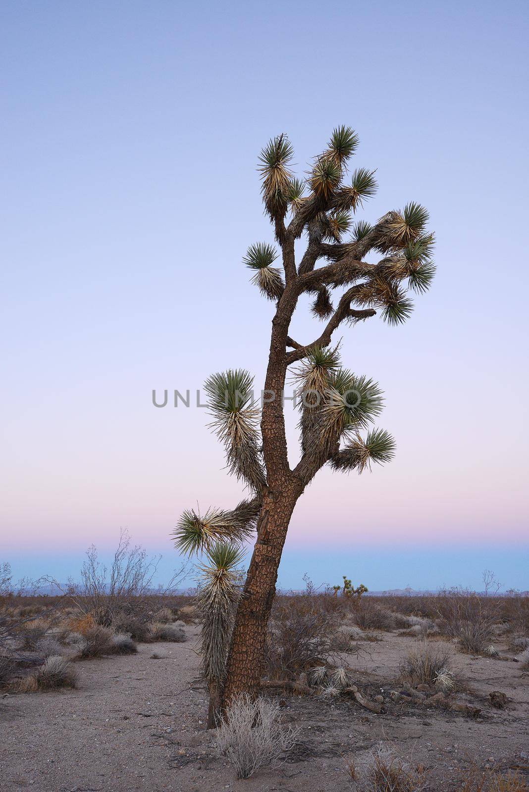 Joshua tree in california desert