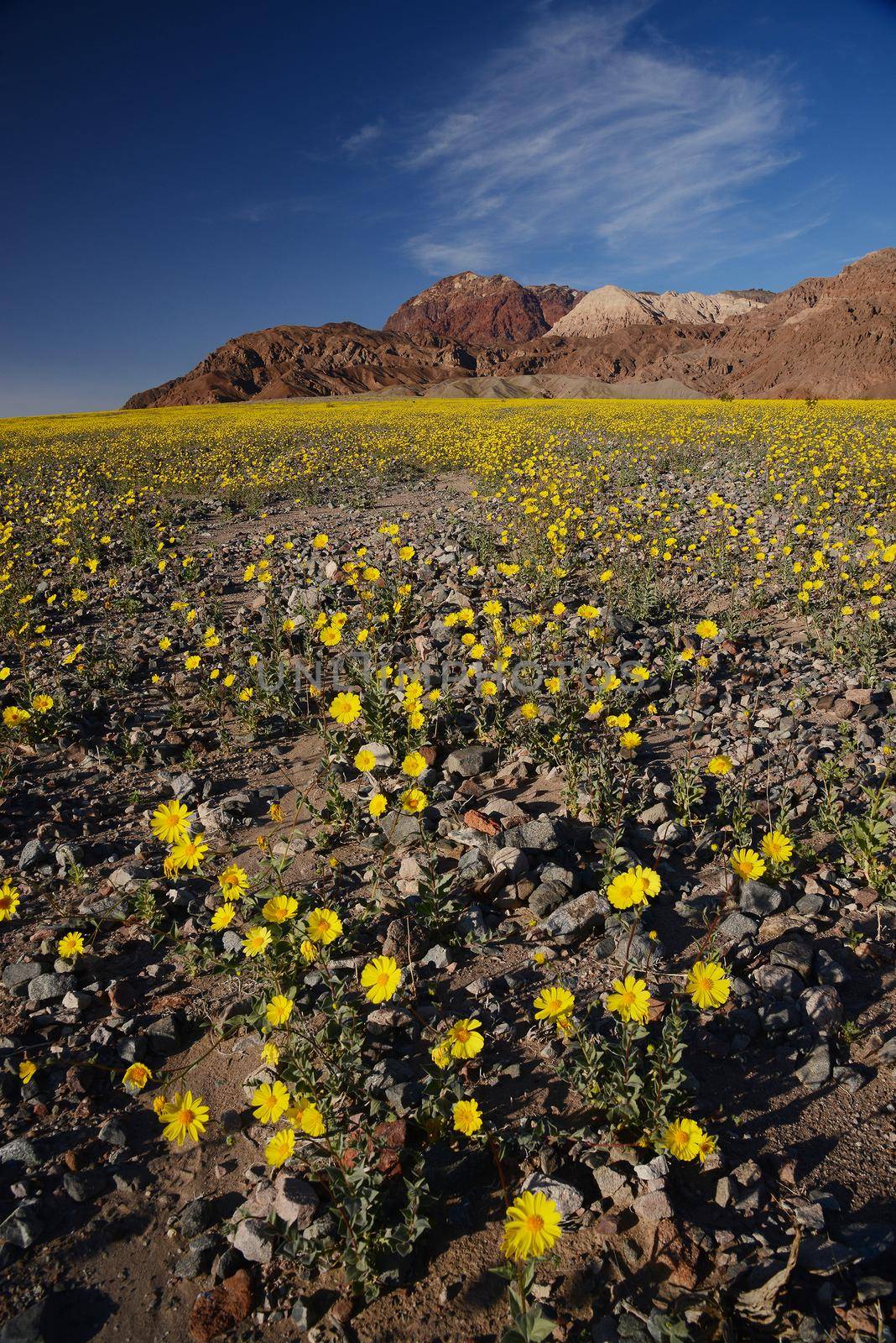 desert flower bloom by porbital