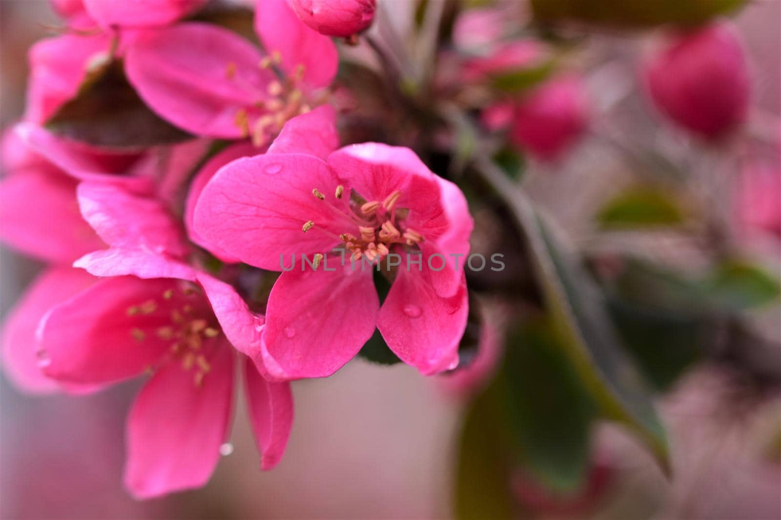 Pink colored flower of an apple tree as a close up