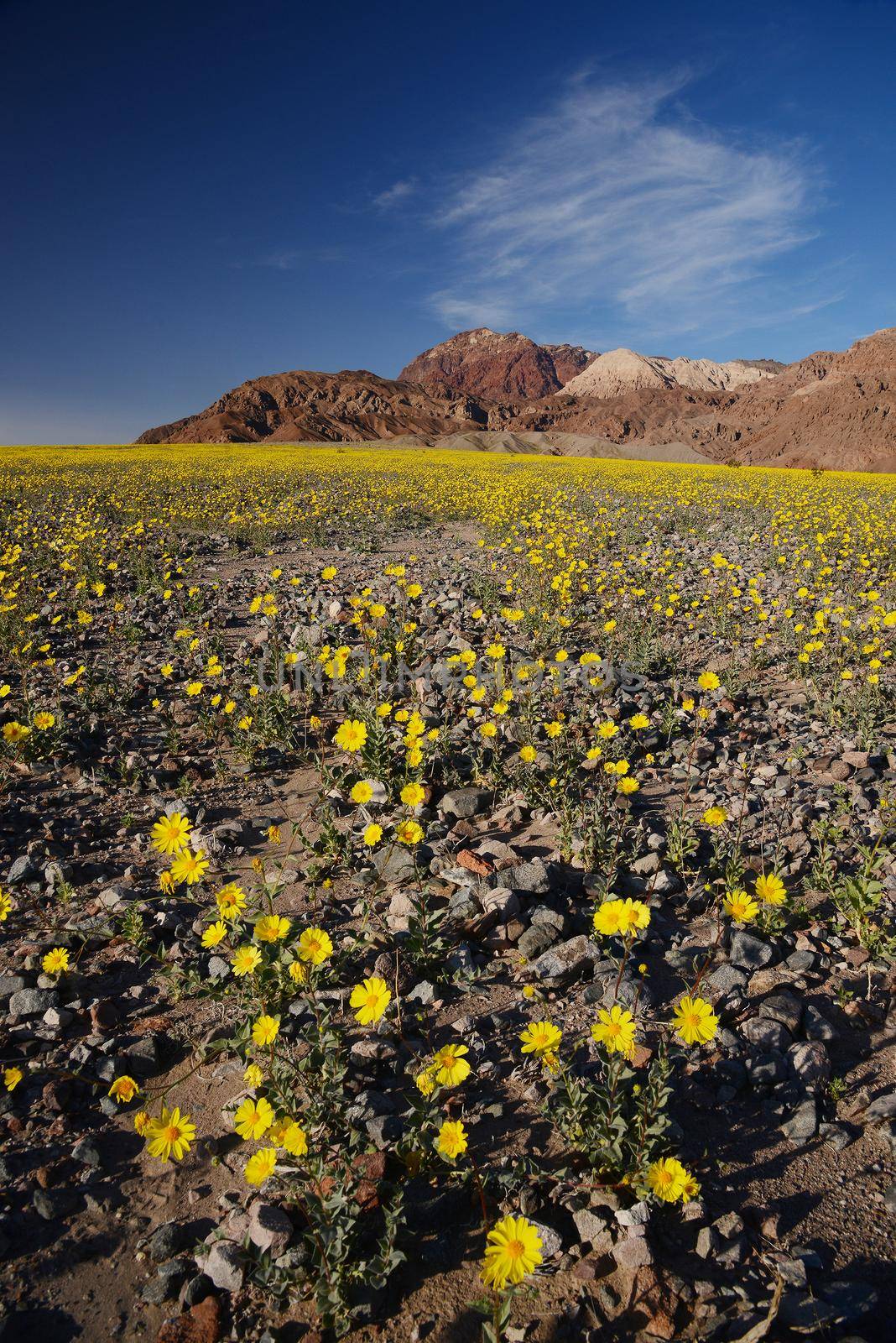 death valley wildflower super bloom