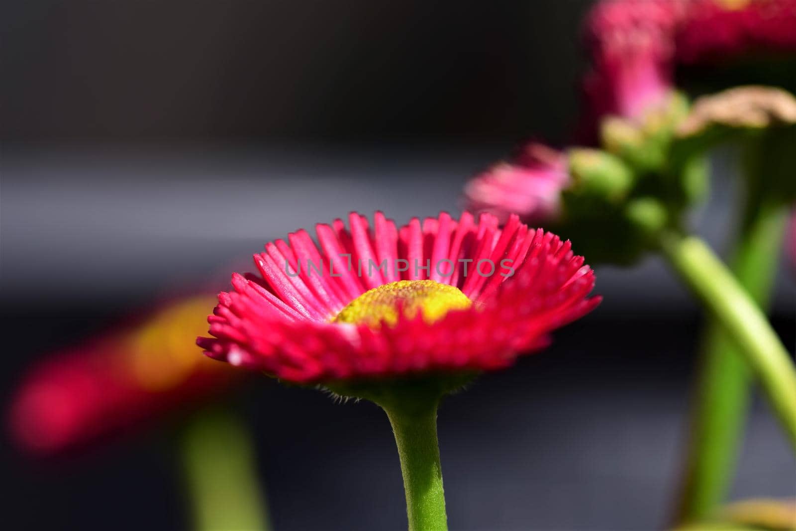 Pink Bellis Perennis against a dark blurred background as a close up by Luise123