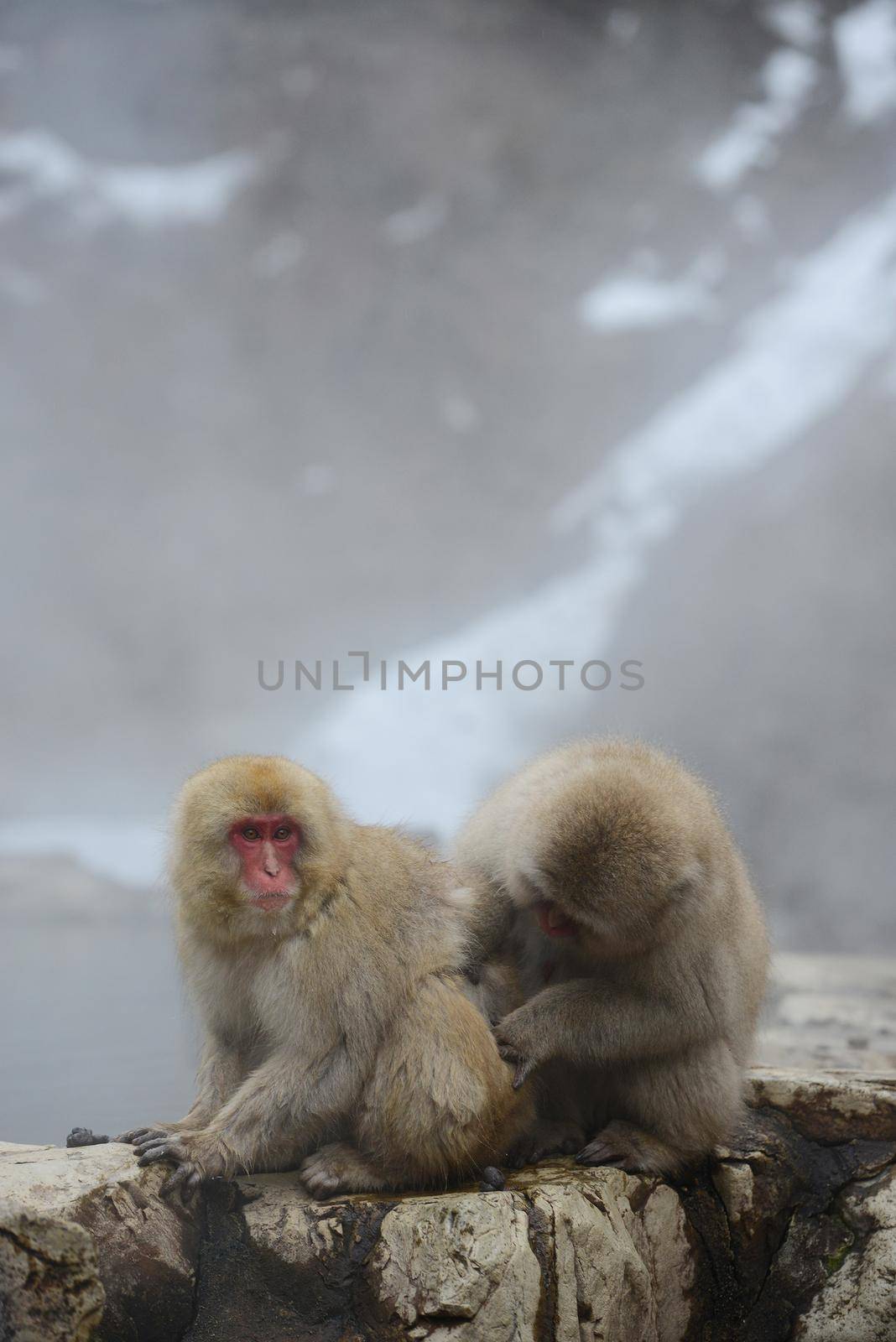 snow monkey with hot springs in nagano japan