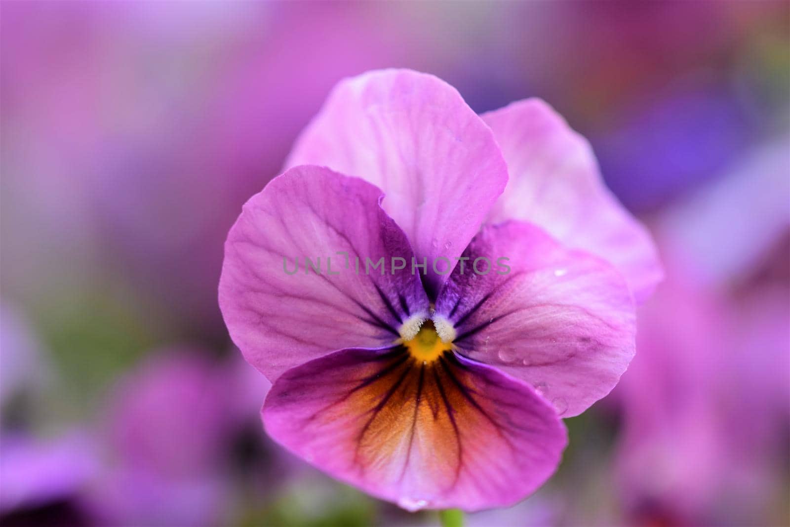 Close-up of one purple pansy against a blurred background