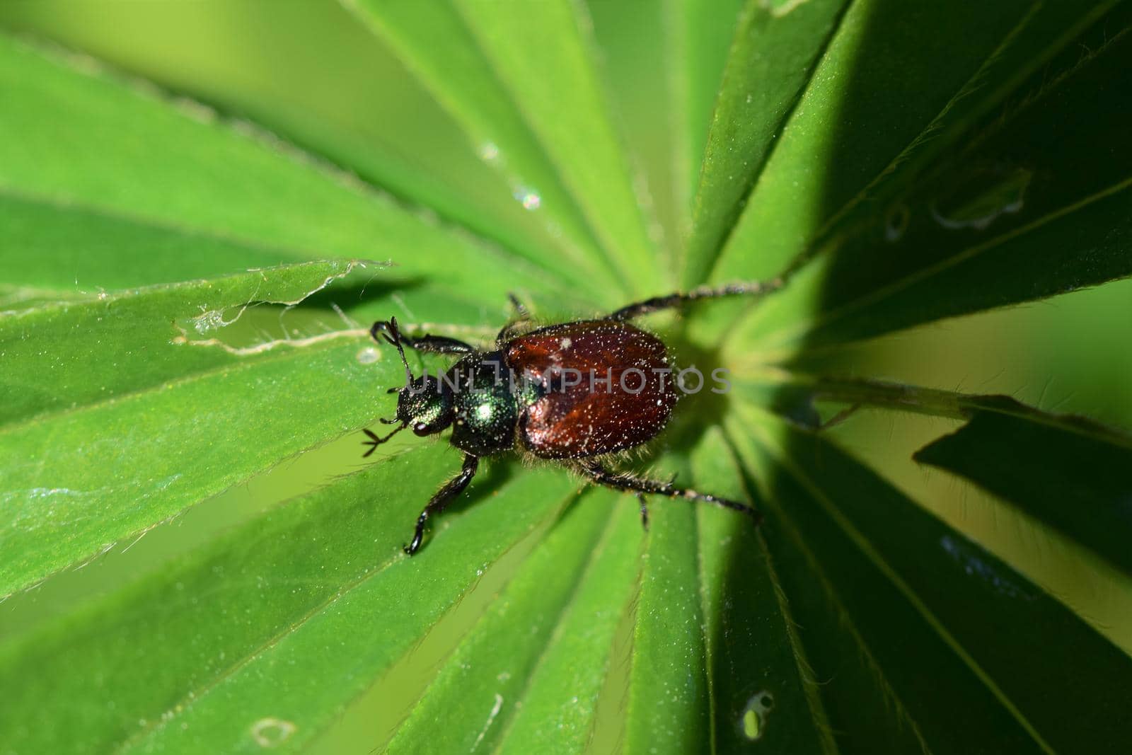 Garden foliage beetle - Phyllopertha horticola against a green background
