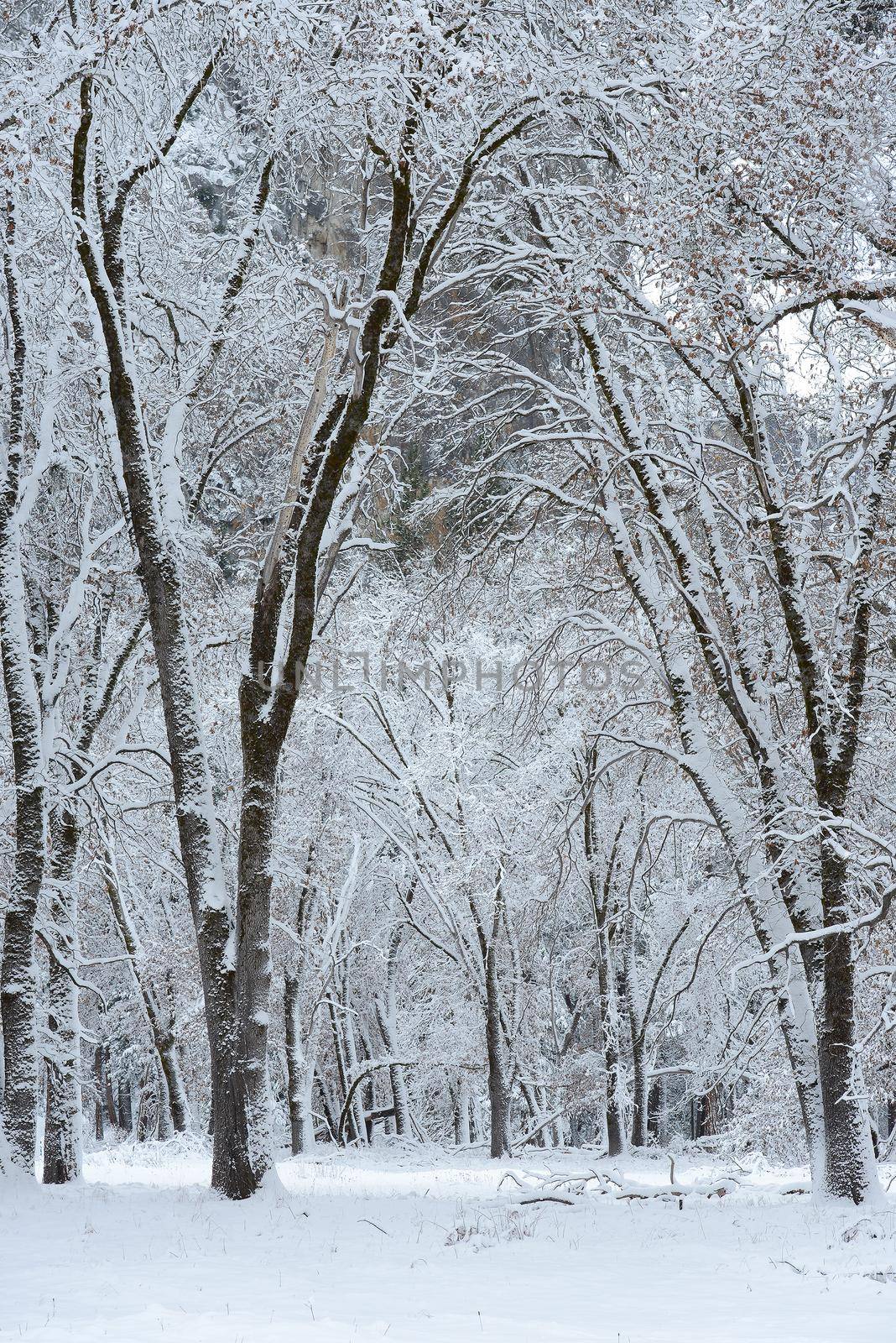 Snow covered tree in yosemite