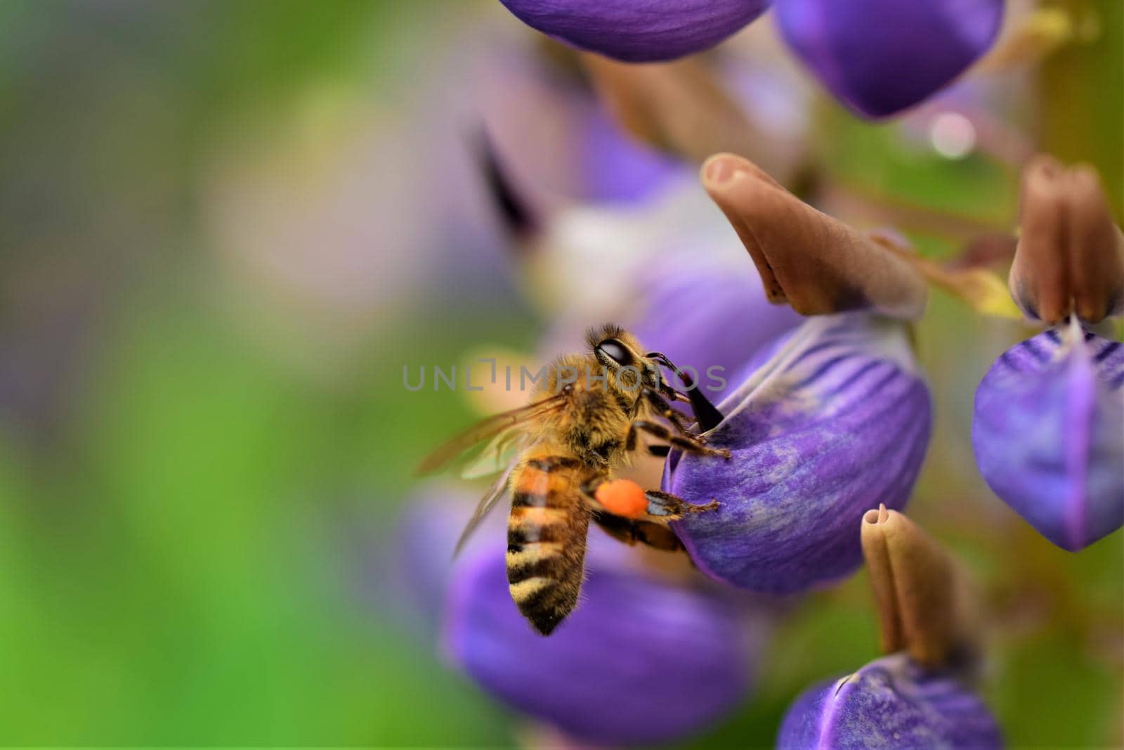 Close up of a honey bee on a purple lupin flower by Luise123