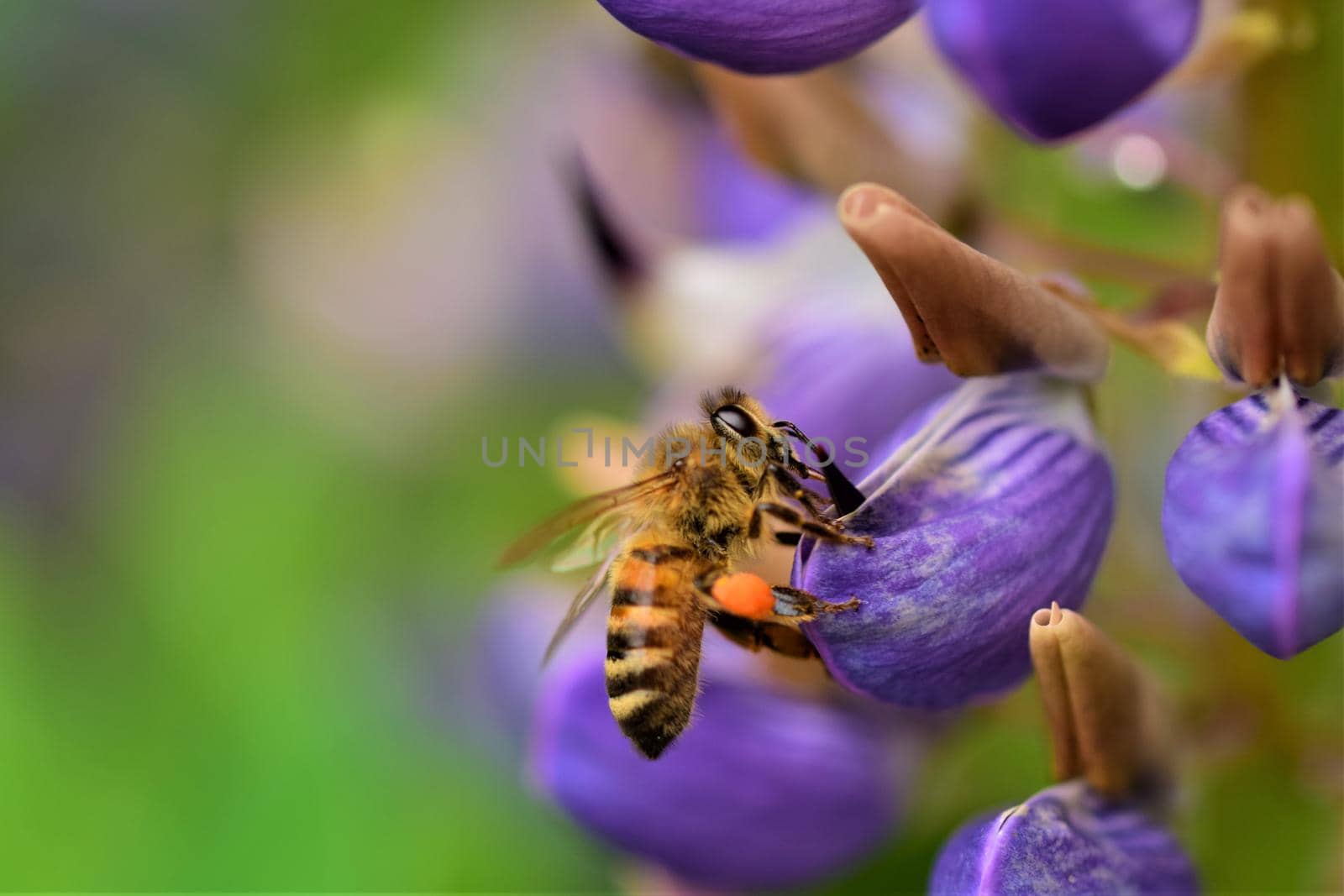 closeup of a honey bee on a purple flower against a blurred green background