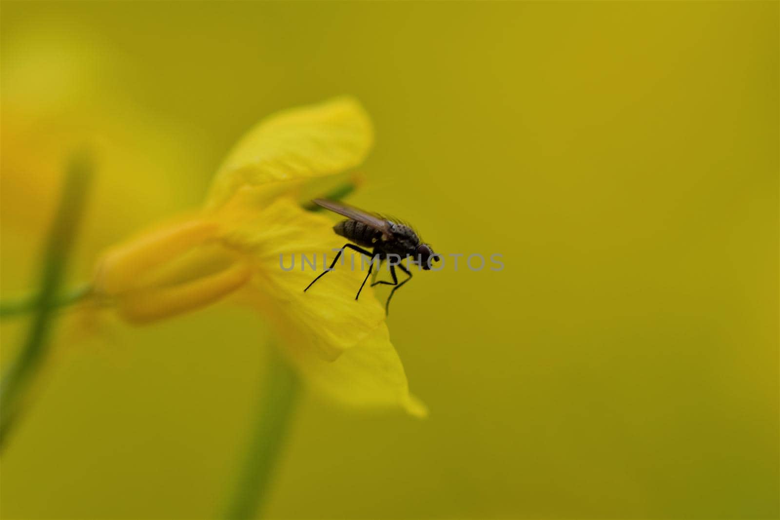 One black fly on a yellow rapeseed flower