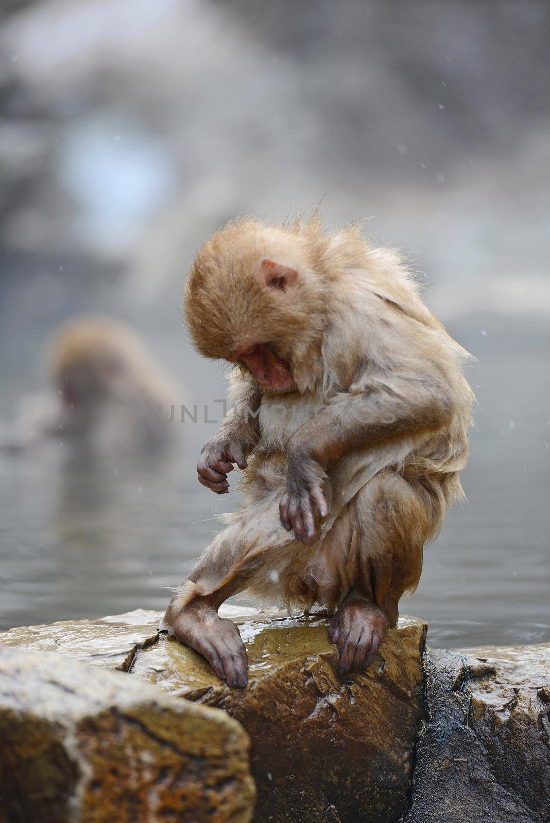 snow monkey with hot springs in nagano japan