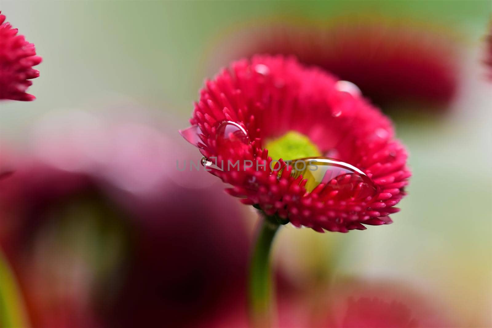 Pink Bellis Perennis after rain as a close up by Luise123