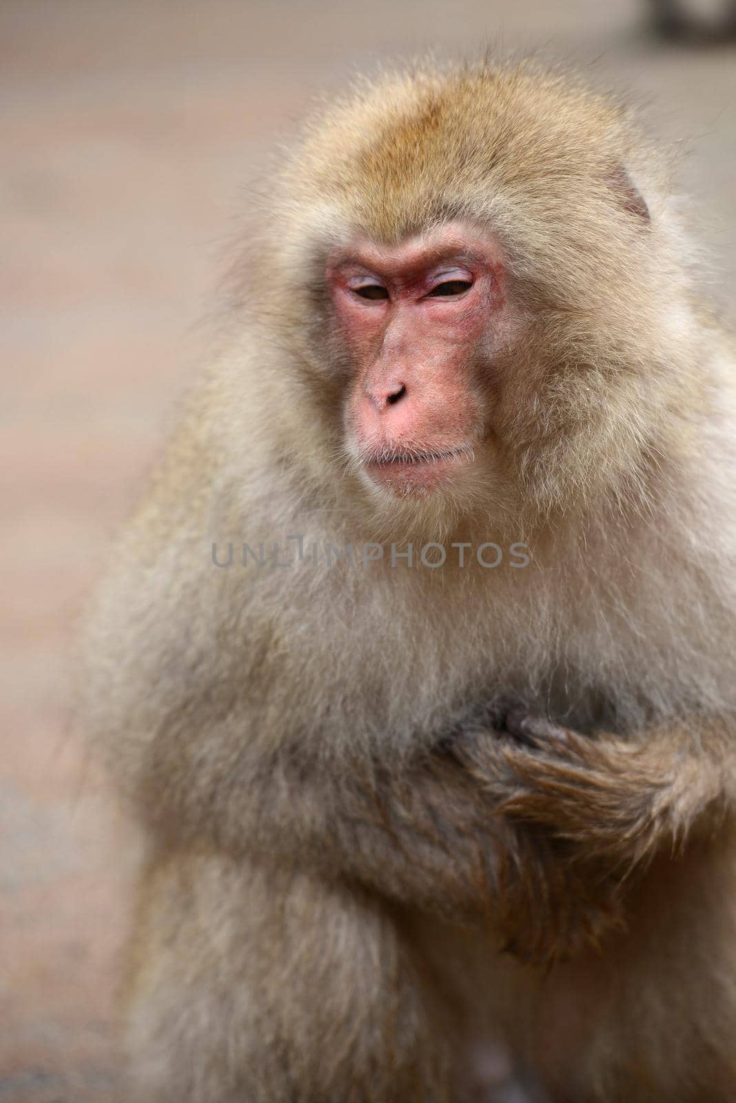 snow monkey with thick fur