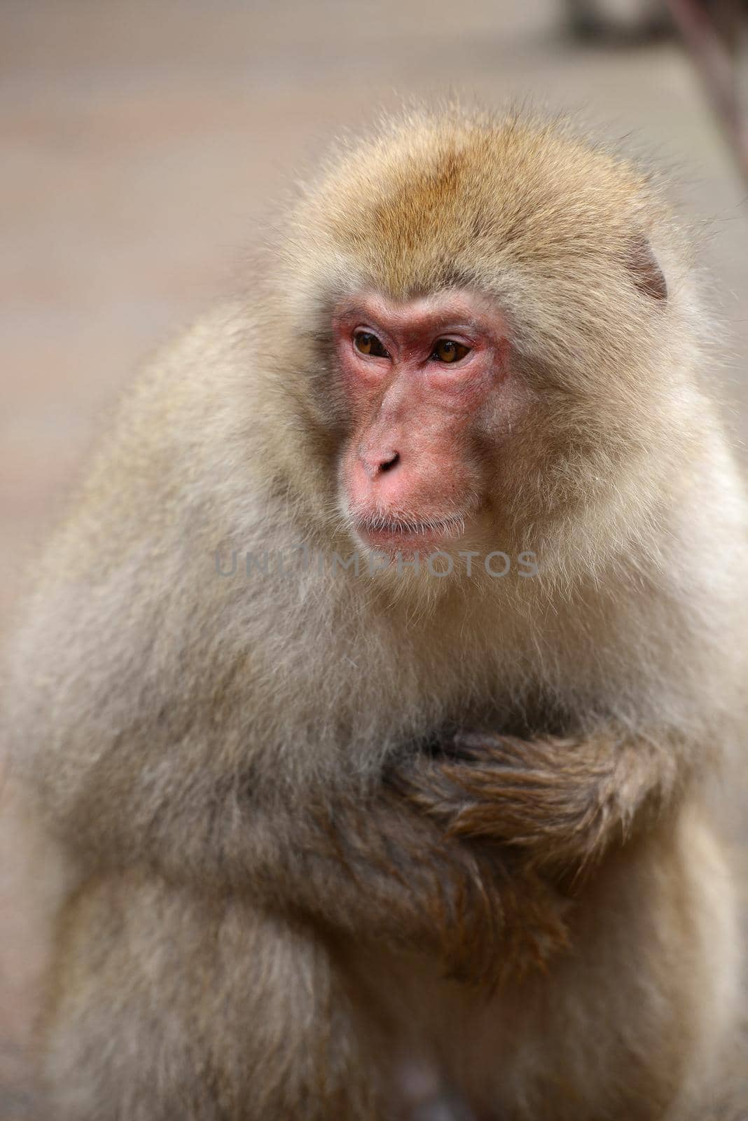 snow monkey with thick fur