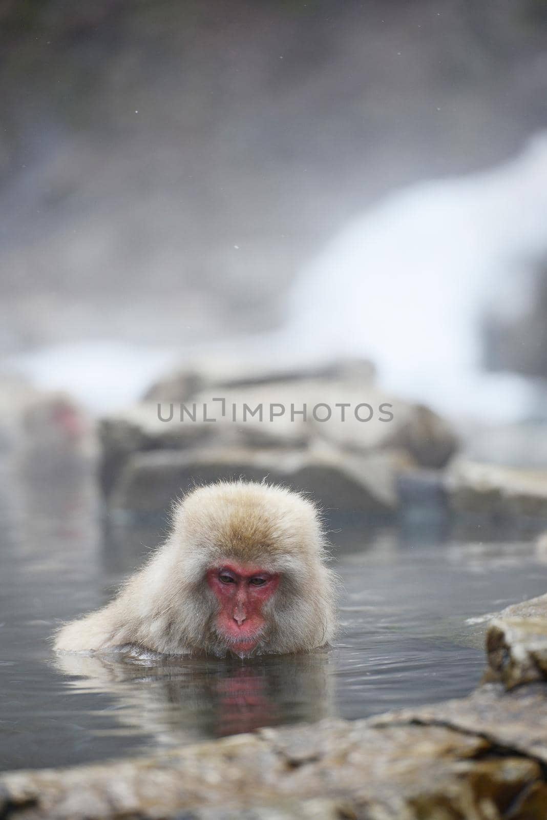 snow monkey with hot springs in nagano japan