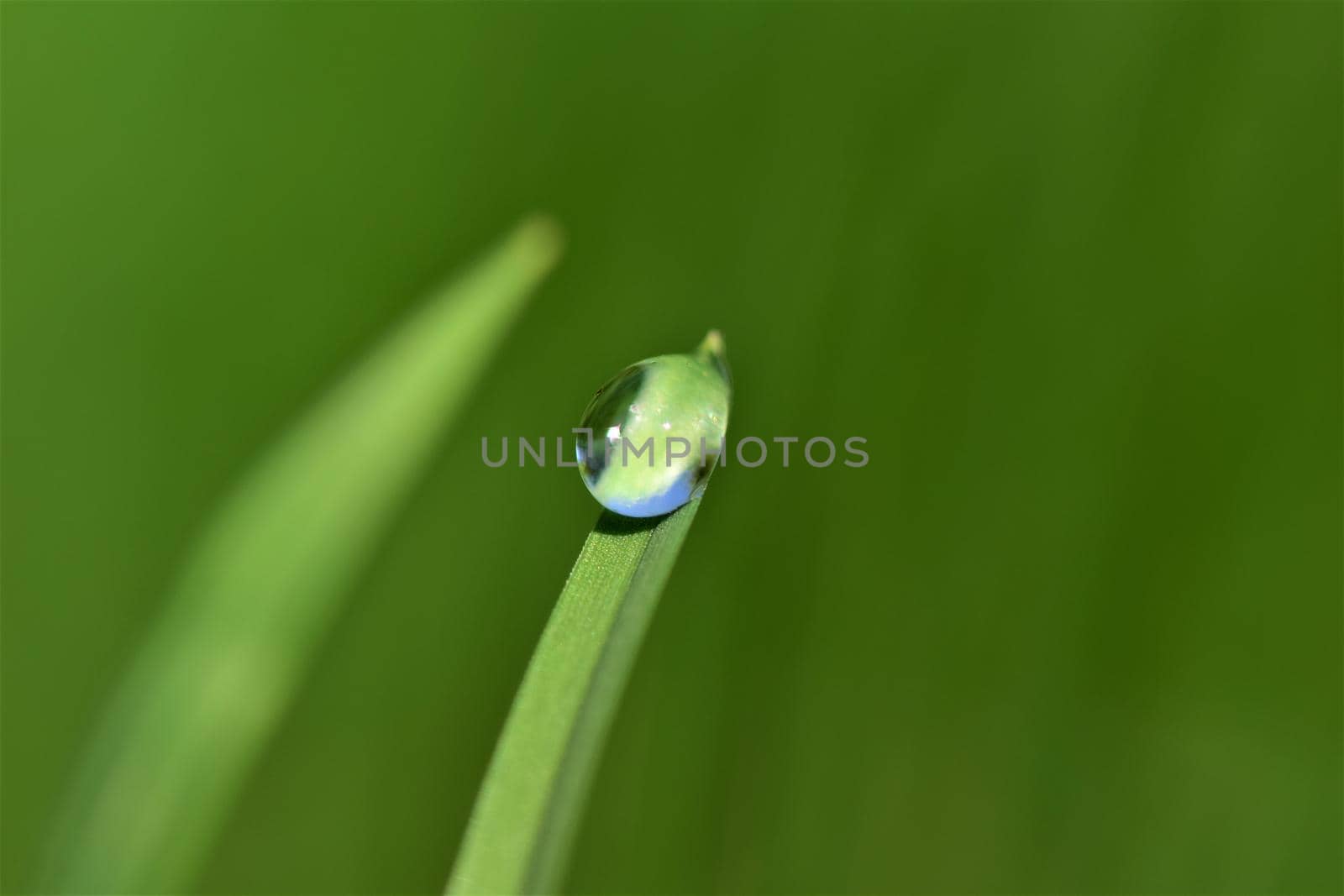Dew drop on blade of grass against a green blurry background
