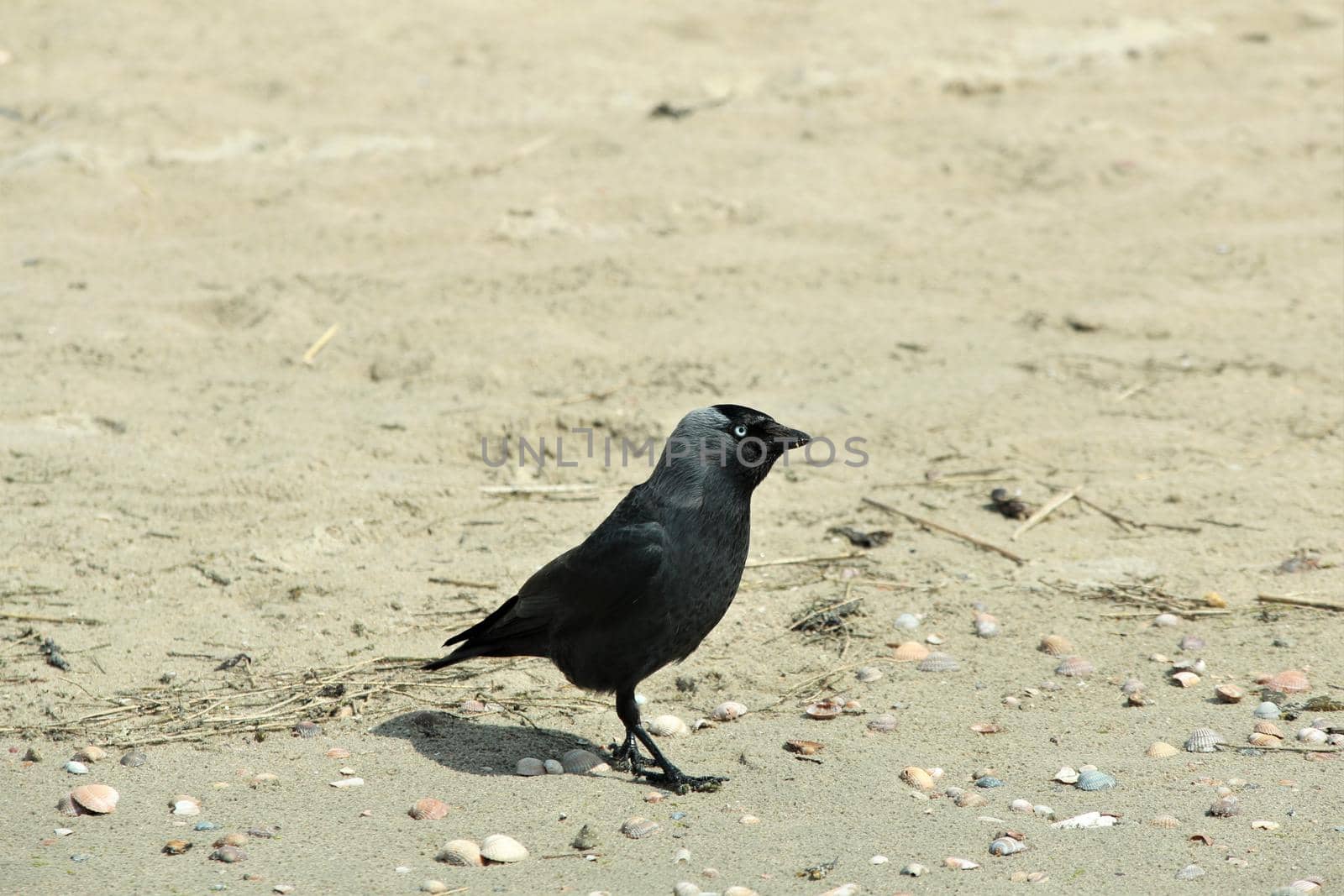 Black raven sitting on the sandy beach