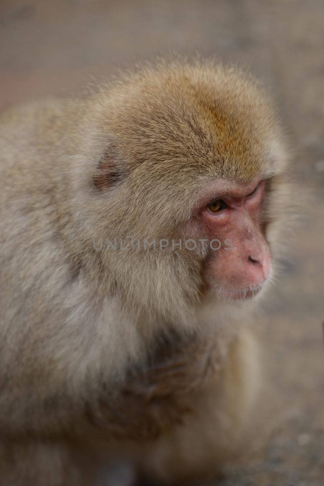 snow monkey by porbital