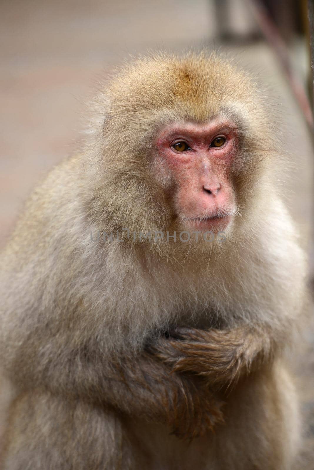 snow monkey with thick fur