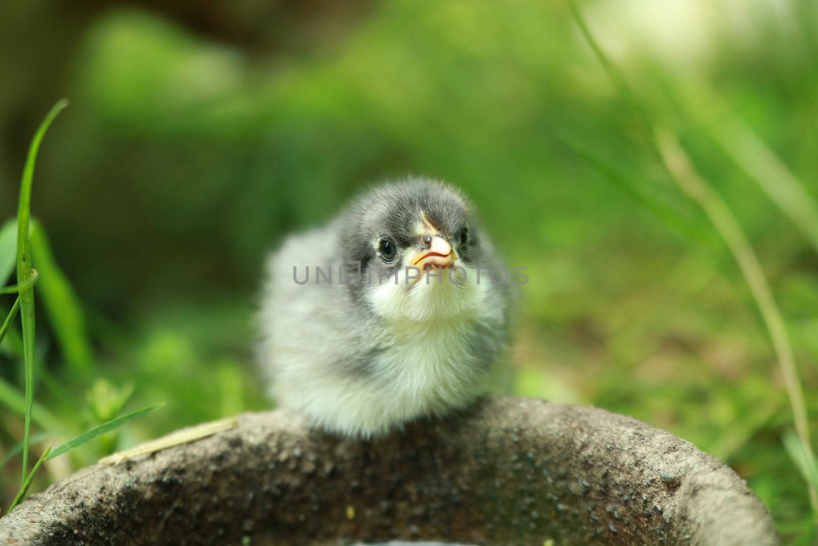 A little young chicken chick sits in the grass
