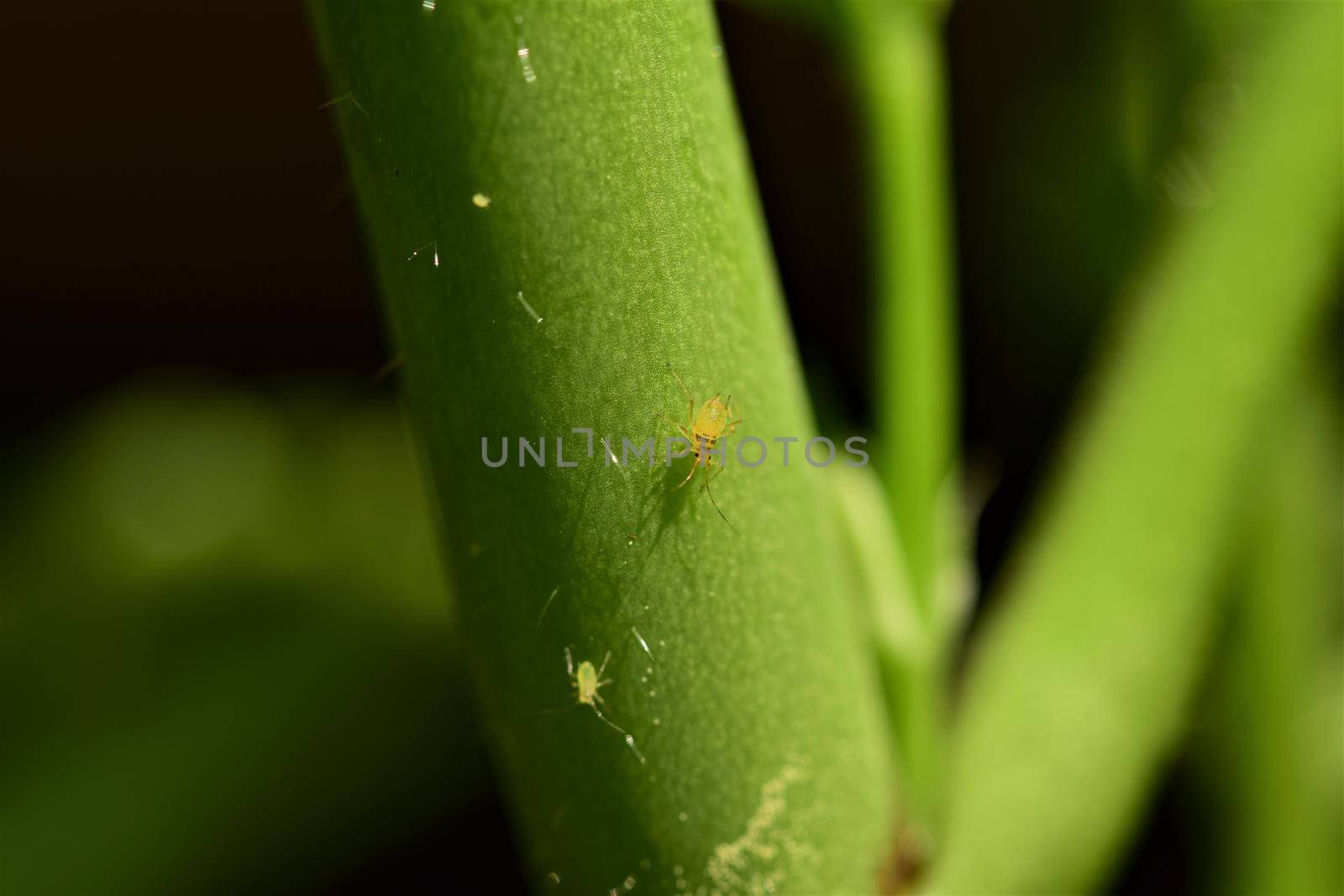 Green aphids on a flower stalk as a close up