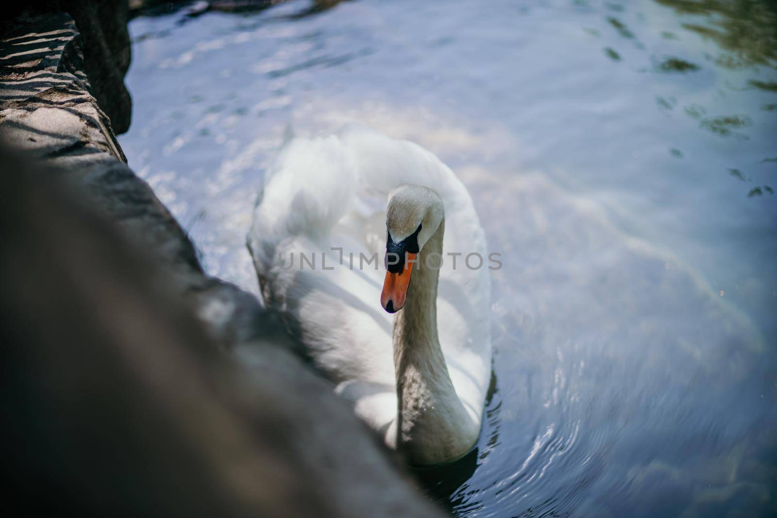 swan on blue lake water in sunny day, swans on pond, nature series. by Matiunina