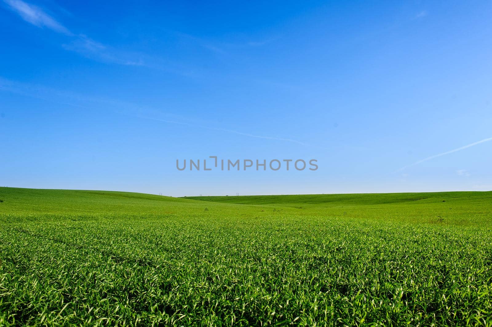 Green Field of wheat, blue sky and sun, white clouds. wonderland