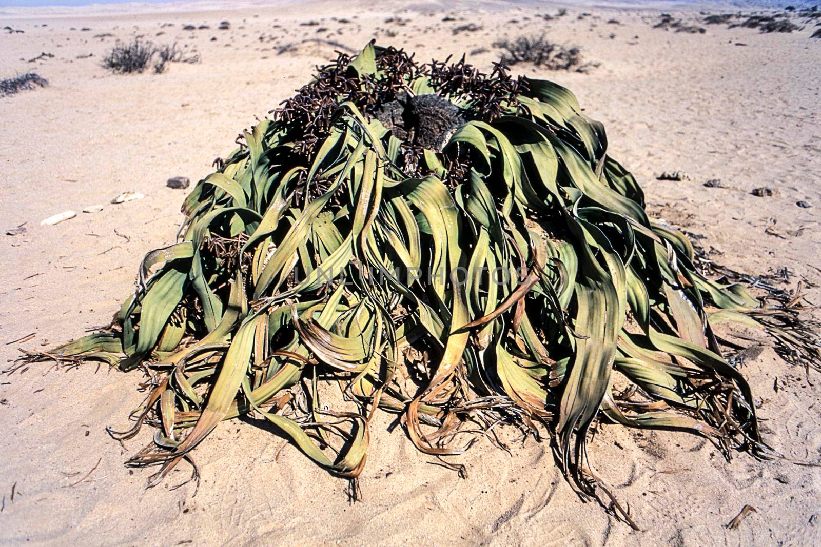 the welwitschia mirabilis, one of the most long-lived plants in the world, namib naukluft park, erongo, namibia, africa