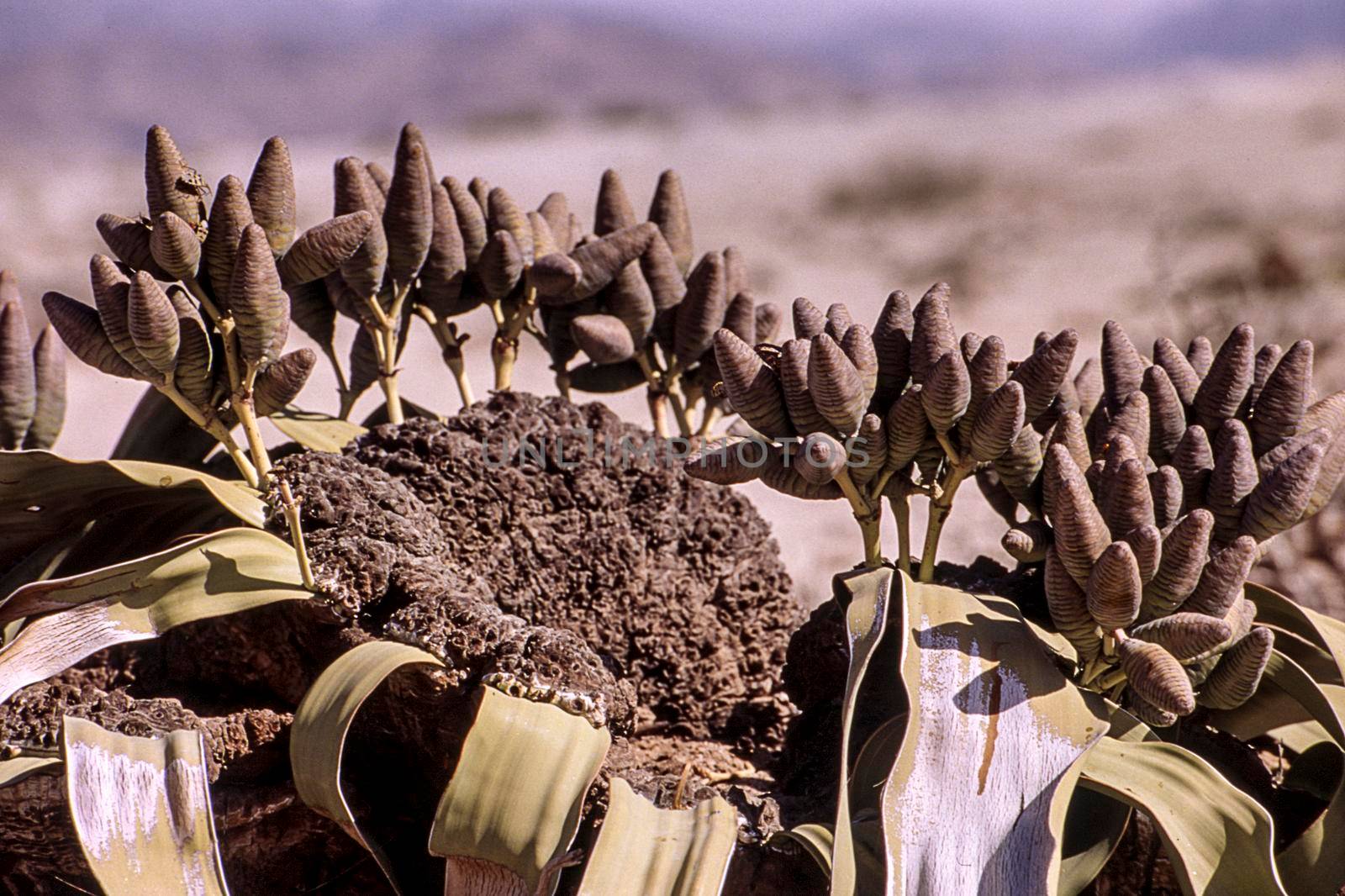the welwitschia mirabilis, one of the most long-lived plants in the world, namib naukluft park, erongo, namibia, africa