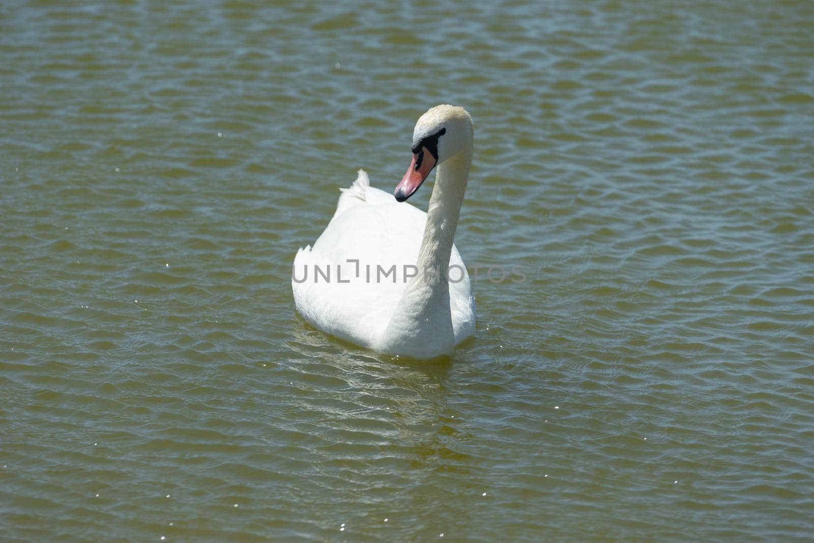 White swans on the water surface of the lake. Beauty of nature by Vvicca