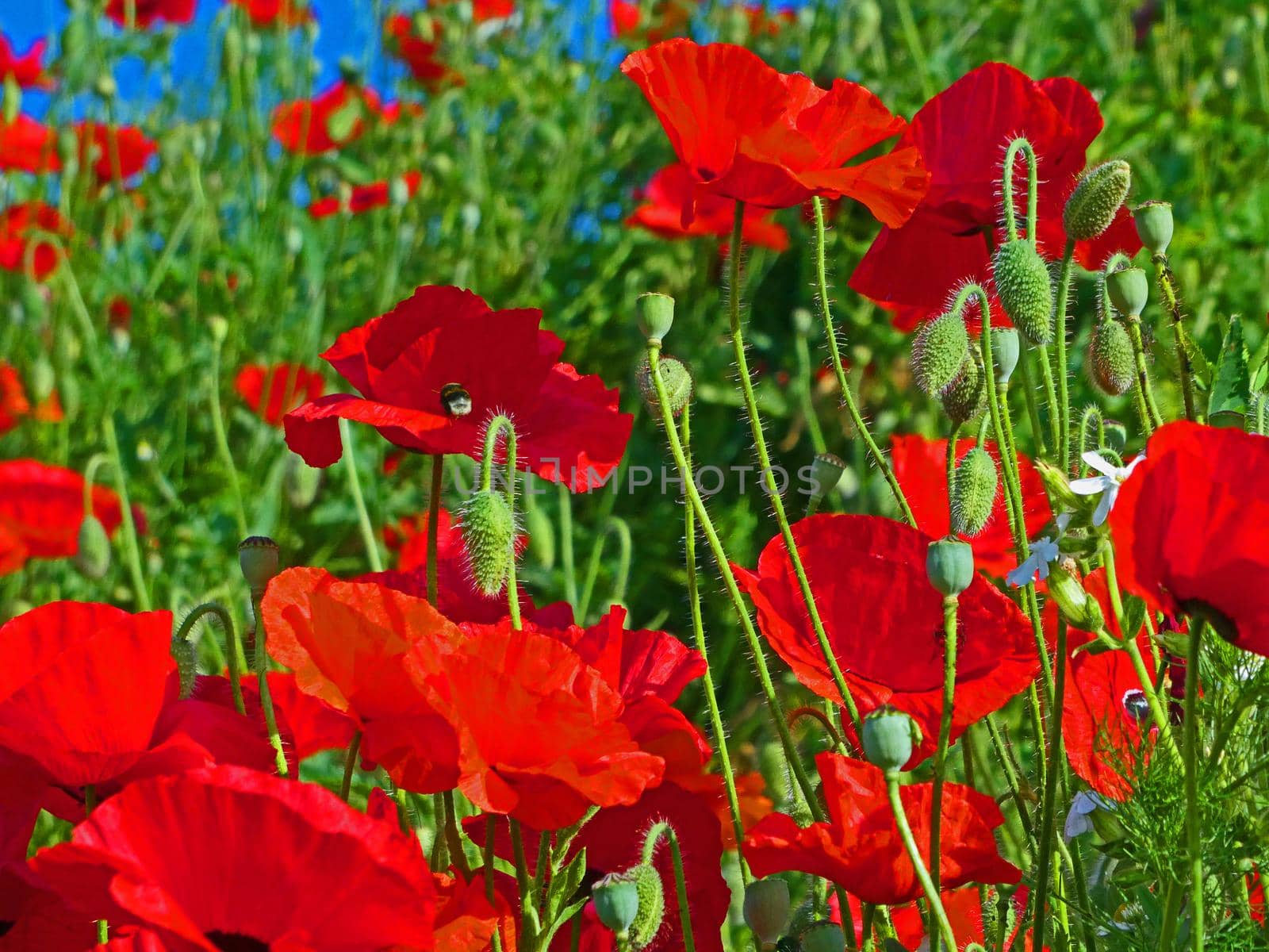 Fire red poppy flowers on a field in summer