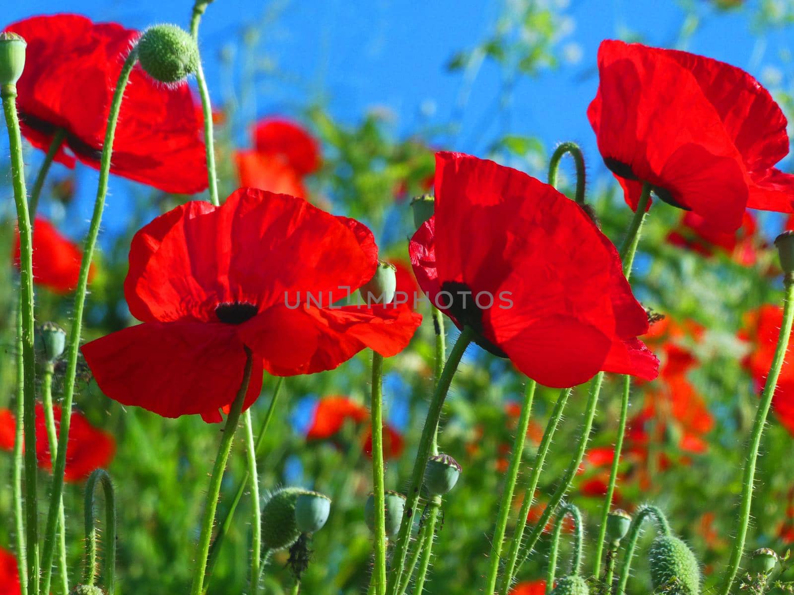 Fire red poppy flowers on a field in summer