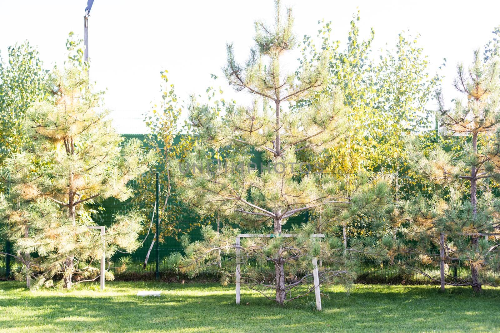 The pinus trees. pine tree in the garden.