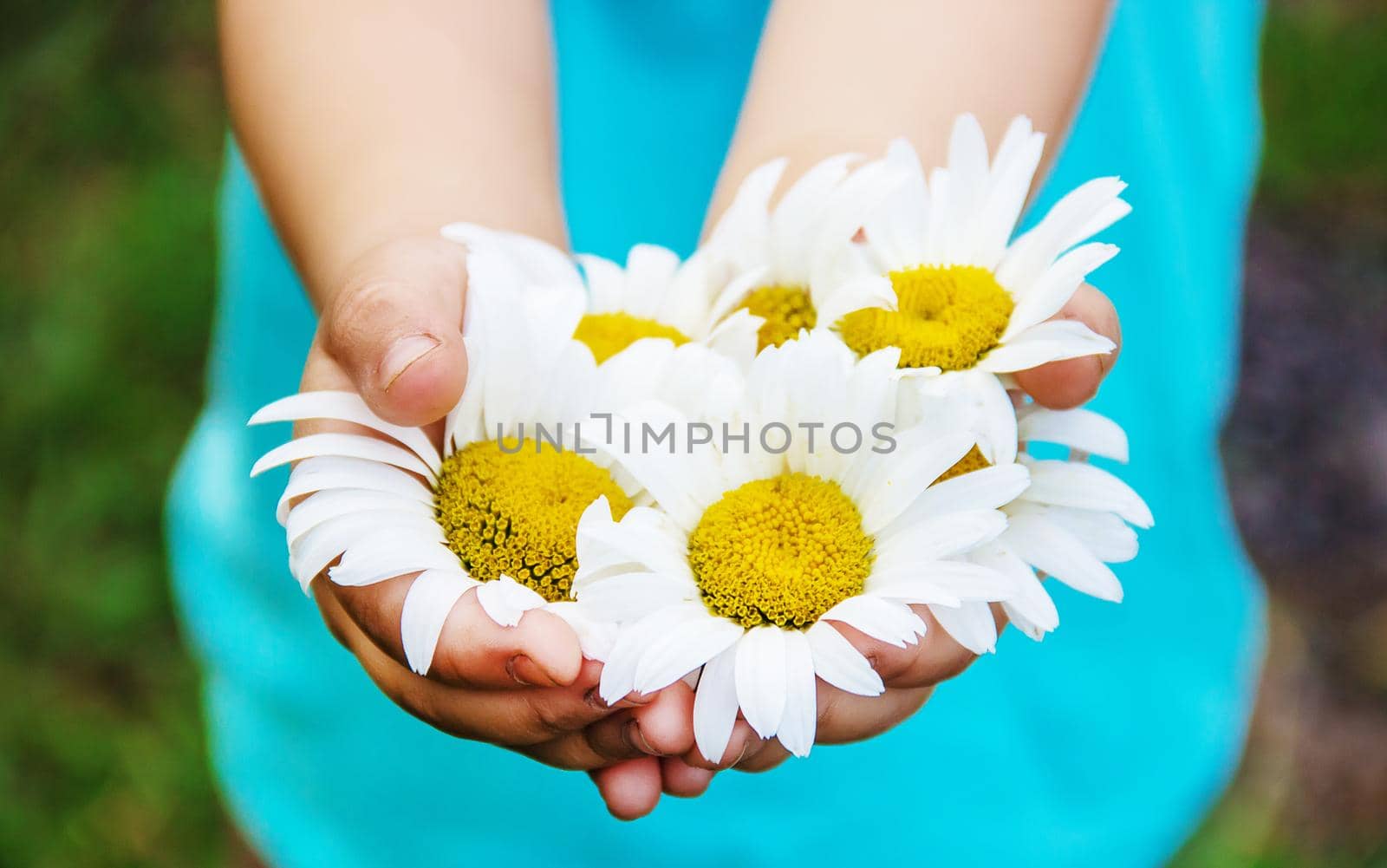 the girl is holding chamomile flowers in her hands. Selective focus. nature.